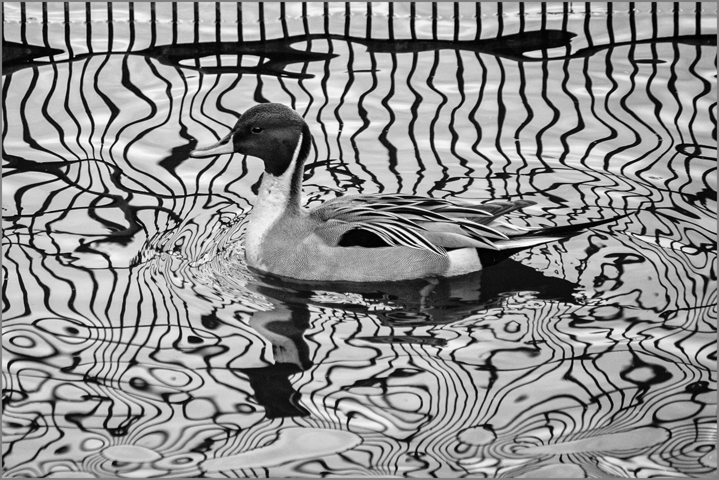 Pintail Patterns by Eric Butler