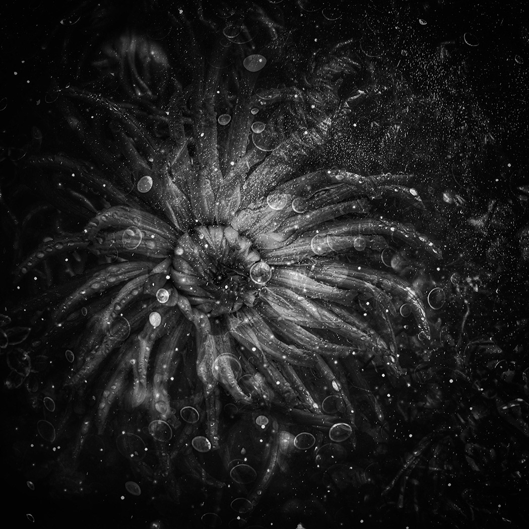 Catherine Wheel by Sam Ruth