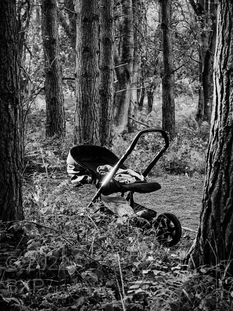 Lost in the Woods