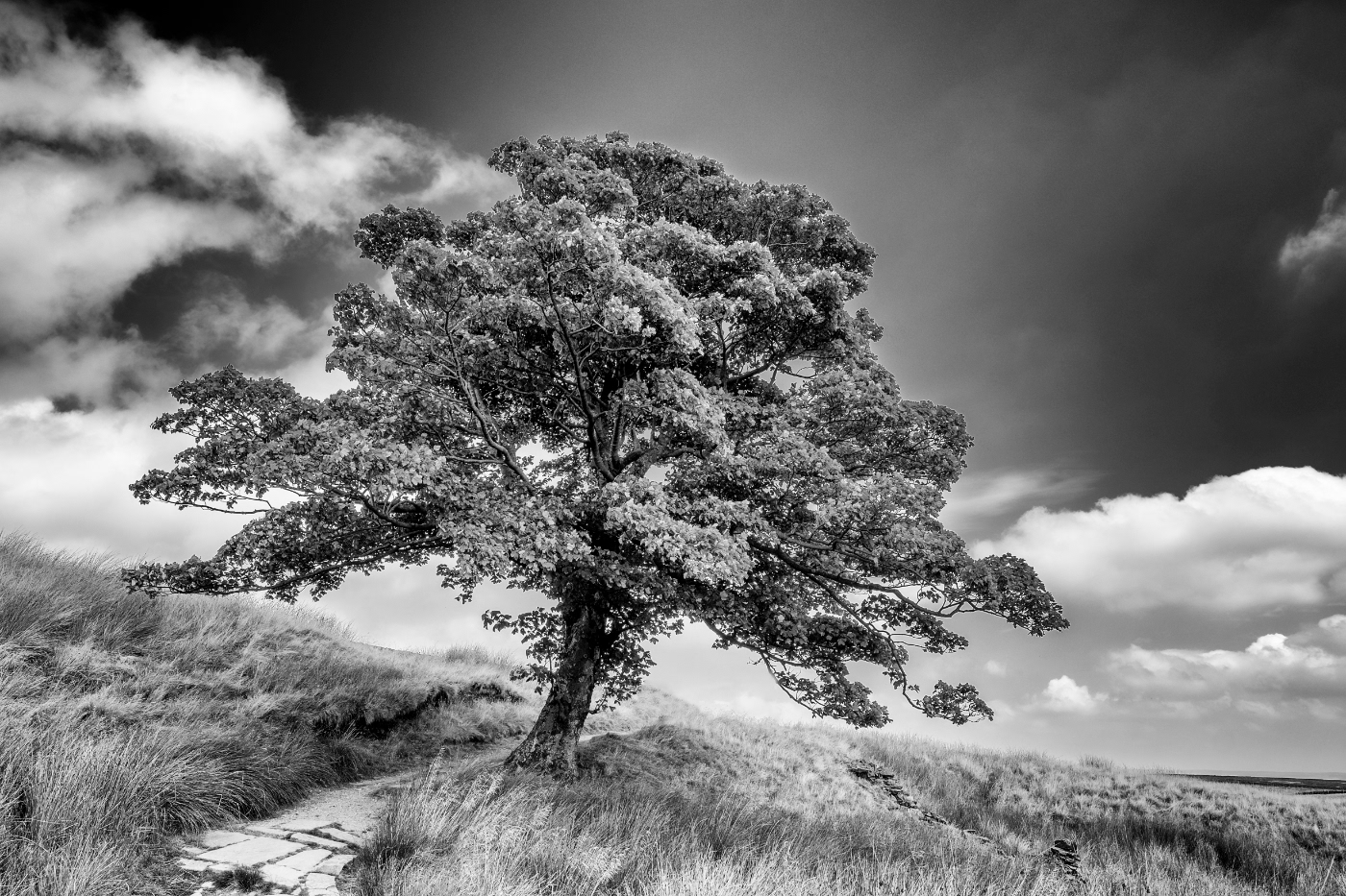 Tree Near Top Withens Yorkshire by Andy McDonald