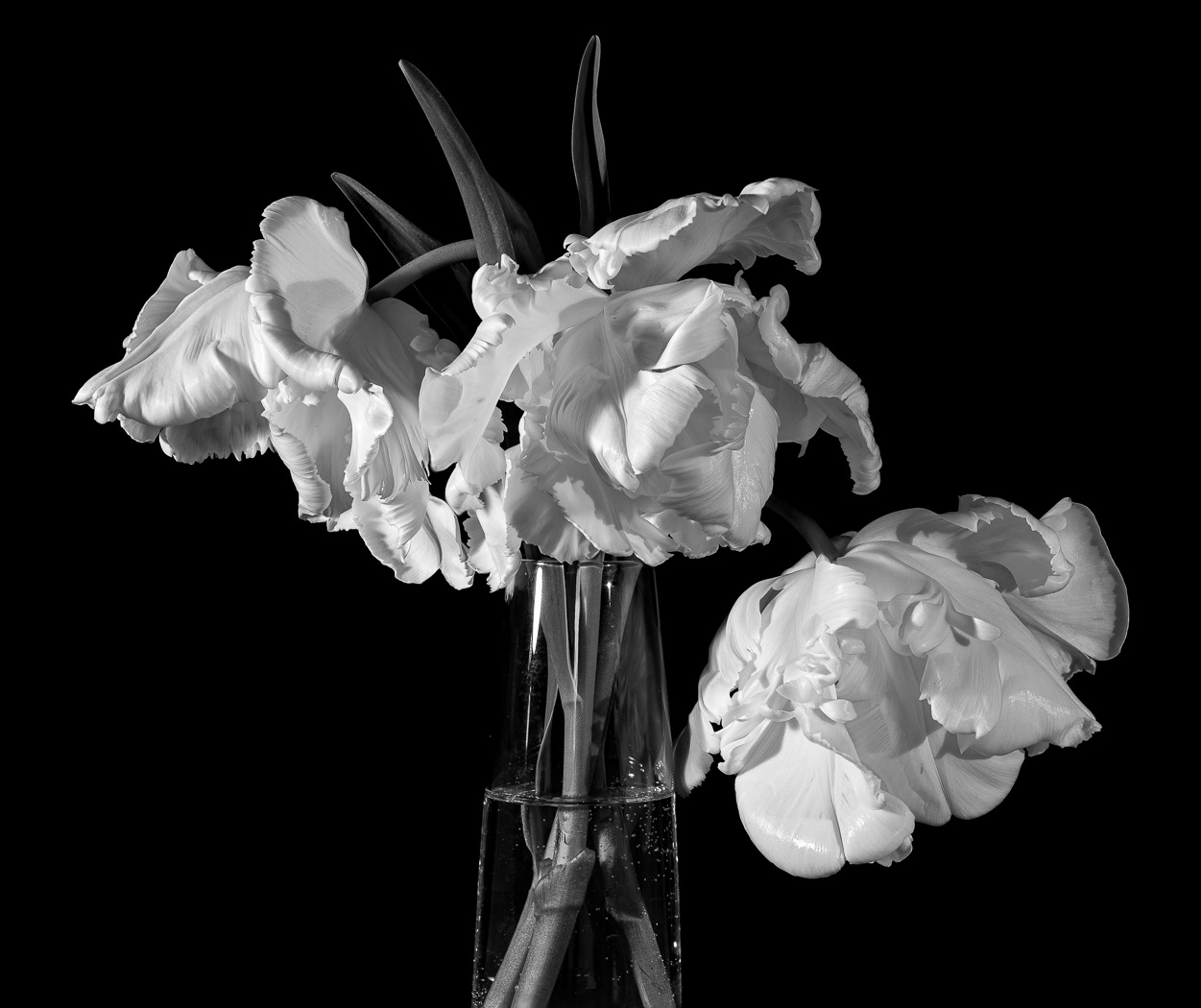 Tulips by Michael Barke