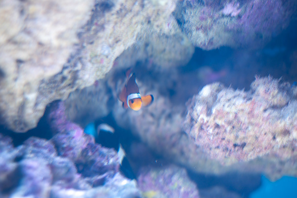 CLown Fish