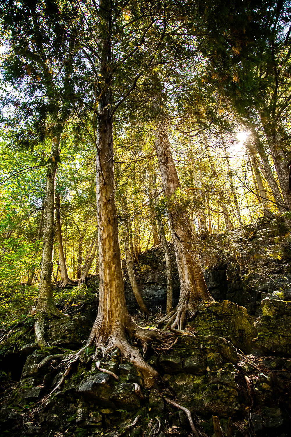 Elora Gorge. Ontario, Canada.