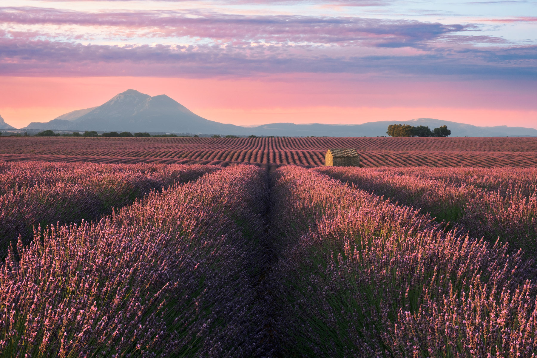 PROVENCAL FAIRYTALE | Valensole, Provence - France
