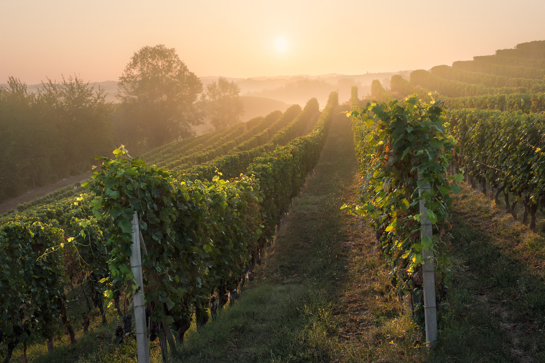 THE VINEYARD'S AWAKENING | Barolo, Langhe - Italy