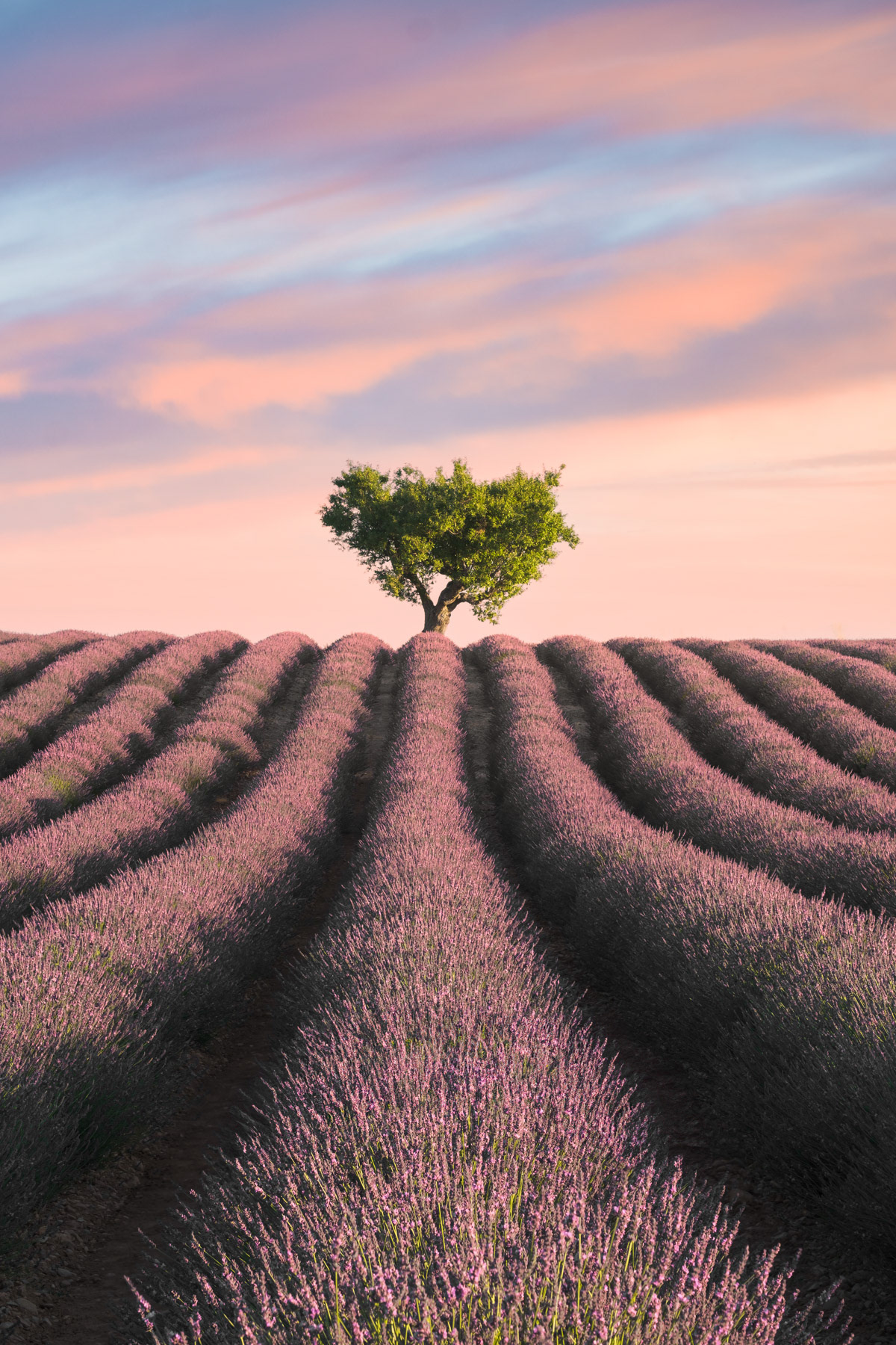 HEART OF LAVENDER - Valensole, Provence - France