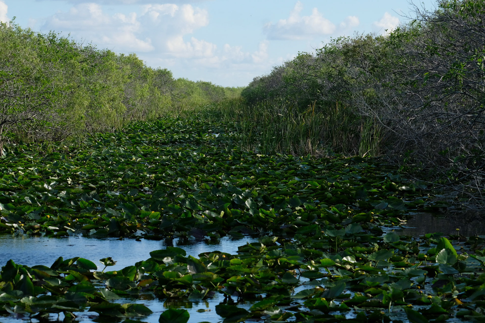 ©yasobrowne Everglades landscape was like something else. 
