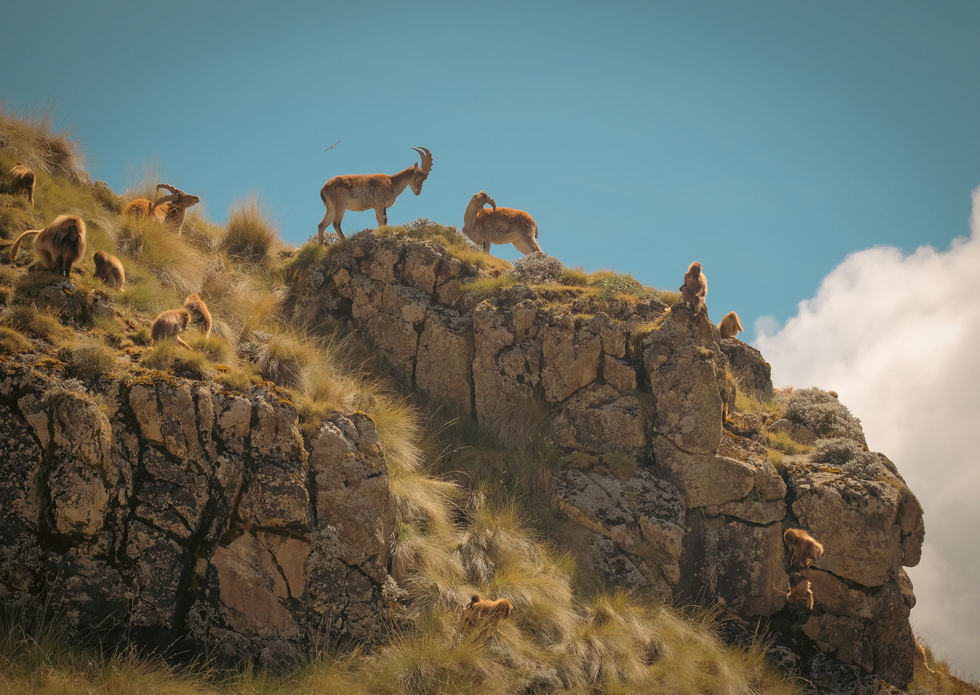 ©yasobrowne Ibex and gelada scene is pretty special.