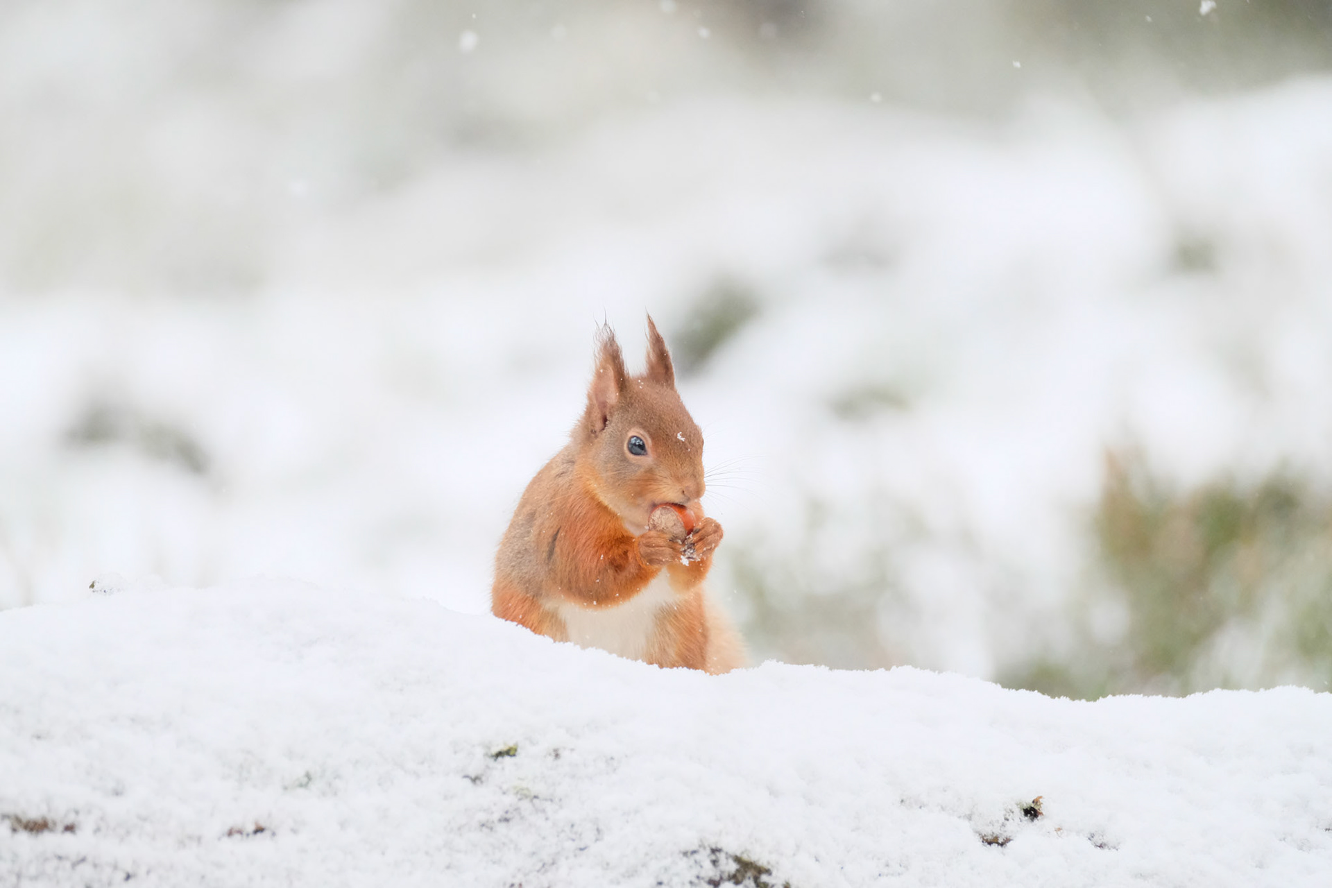 ©yasobrowne nut cracker