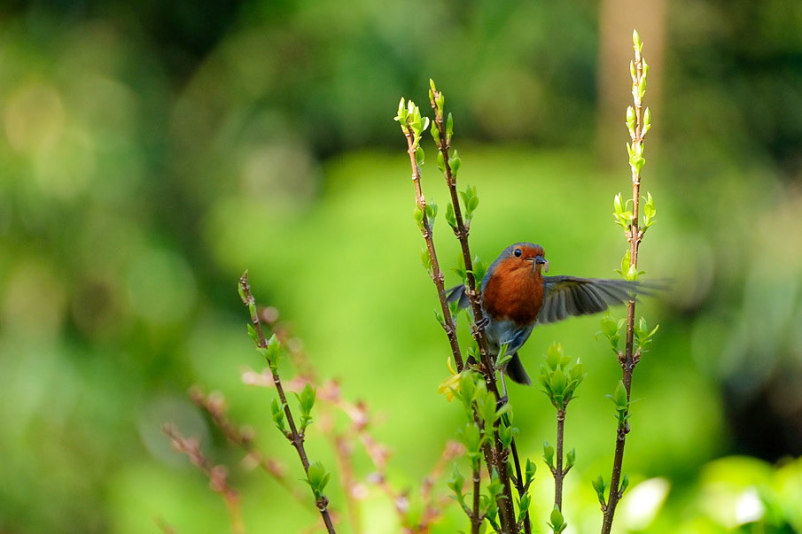 ©yasobrowne Robin in garden