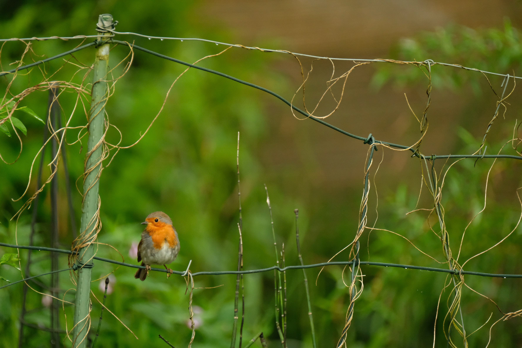 ©yasobrowne Teeny Tiny 