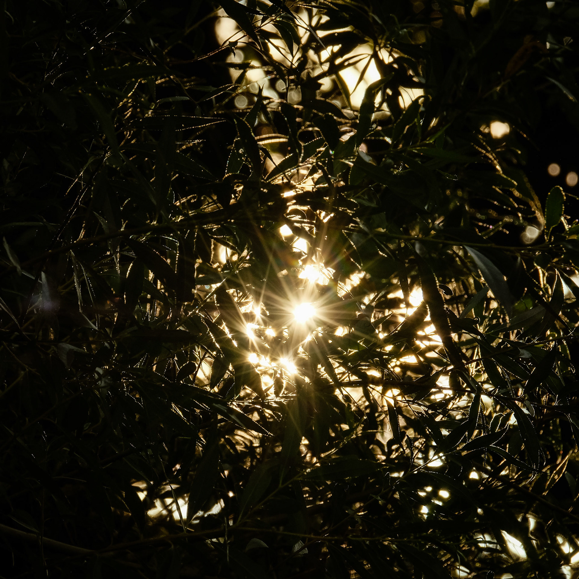 ©yasobrowne