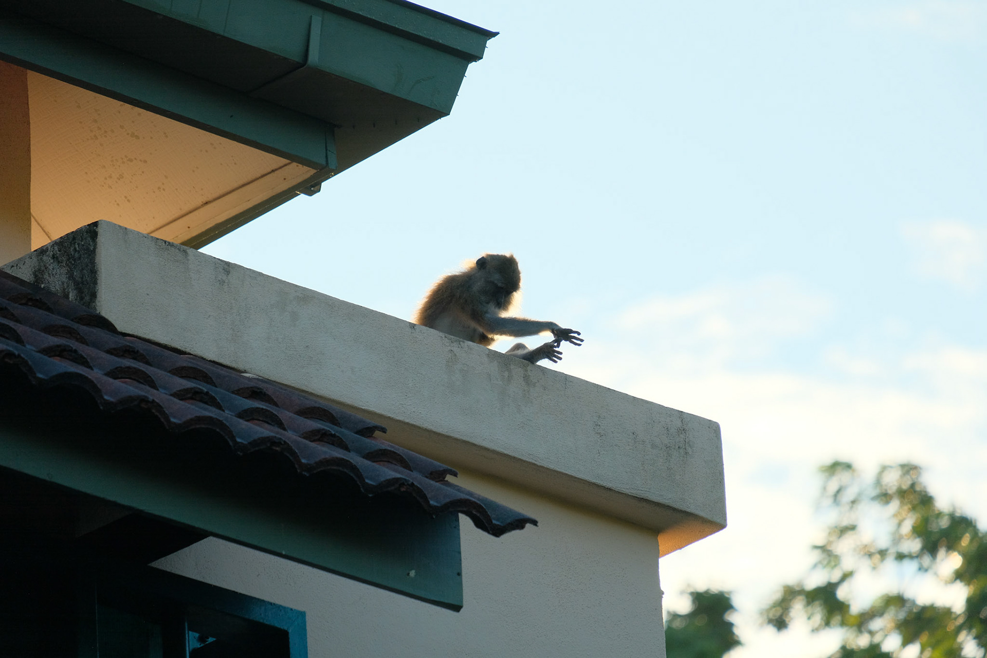 ©yasobrowne Puppet master