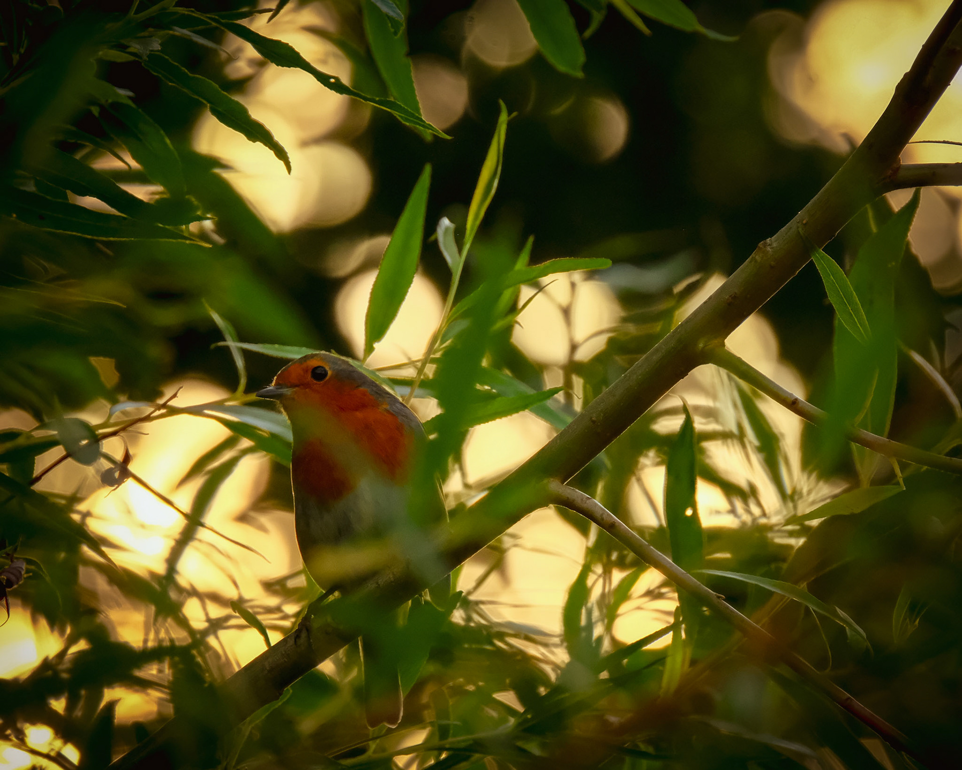 ©yasobrowne Bokeh Robin