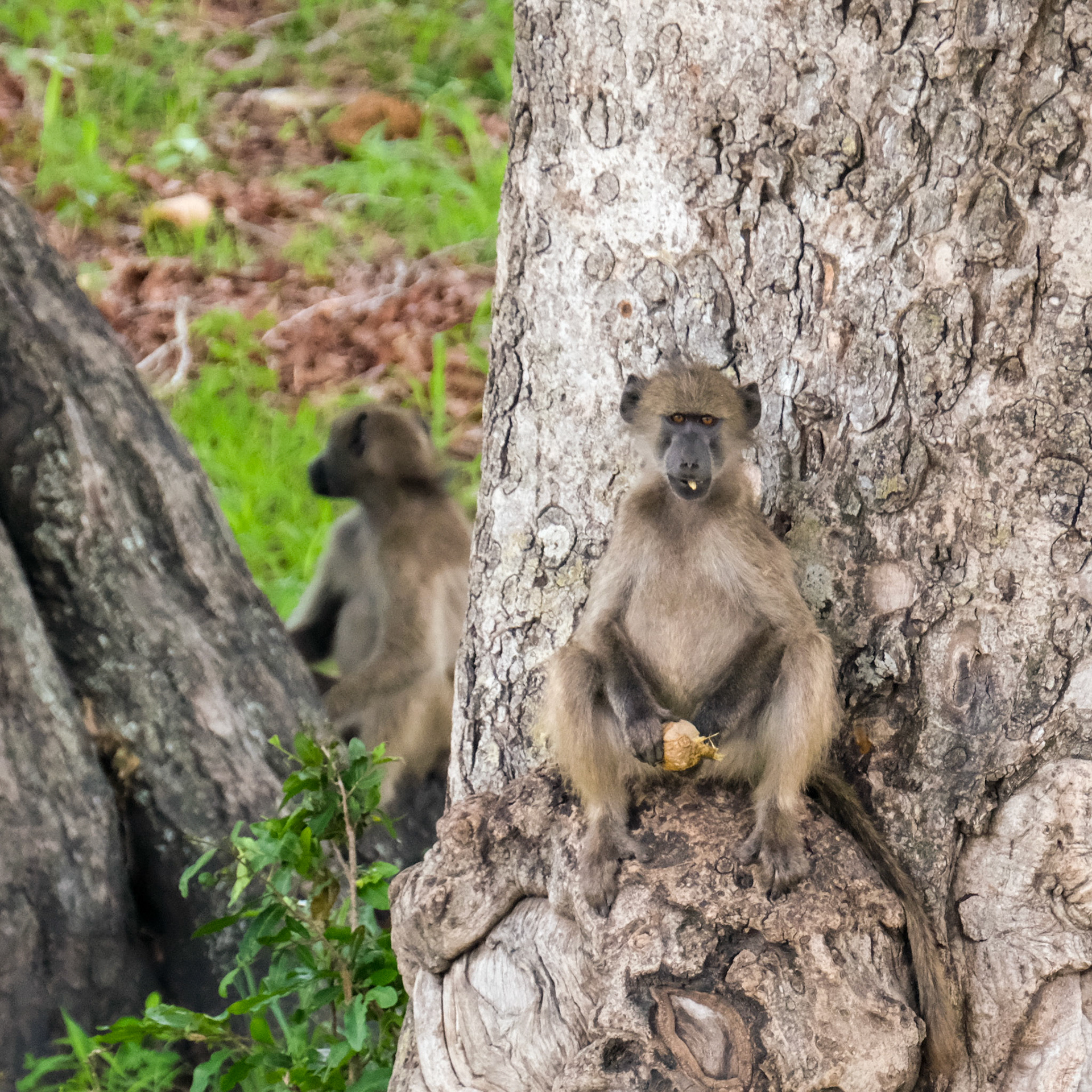 ©yasobrowne Expert looter