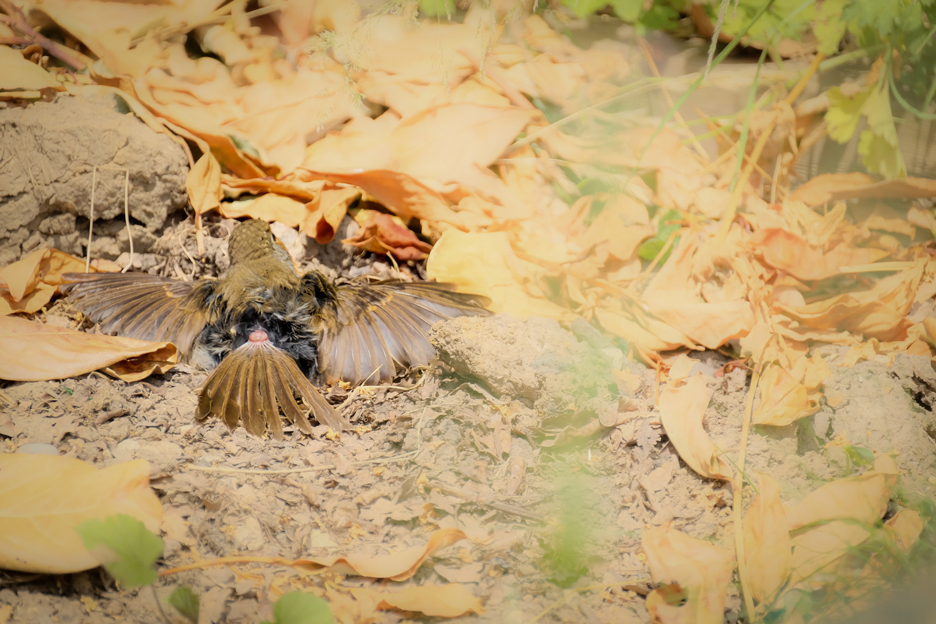 ©yasobrowne Not a pretty photo but a capture of how robins can use the sun to kill off parasites.