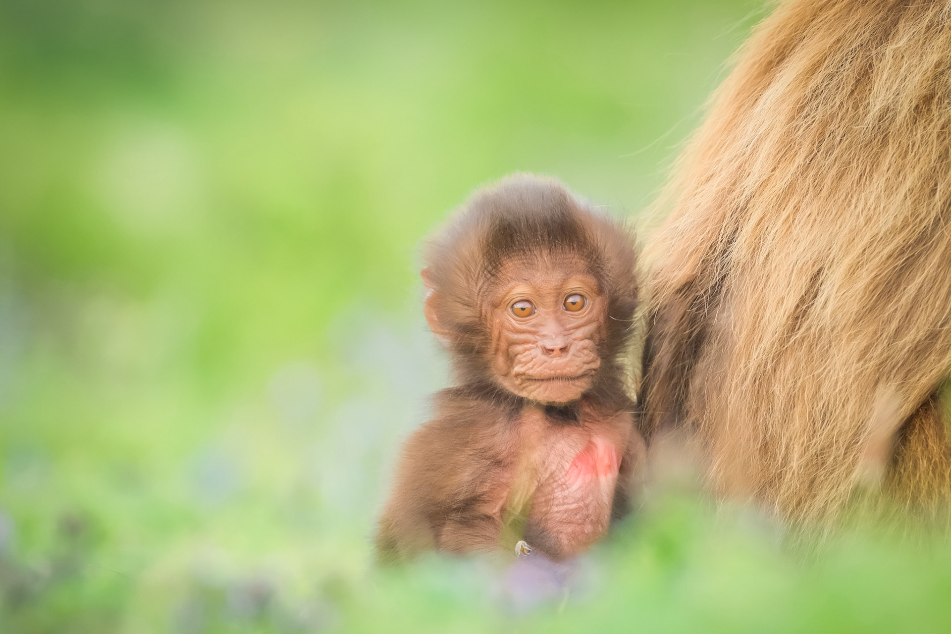 ©yasobrowne shy gelada baby
