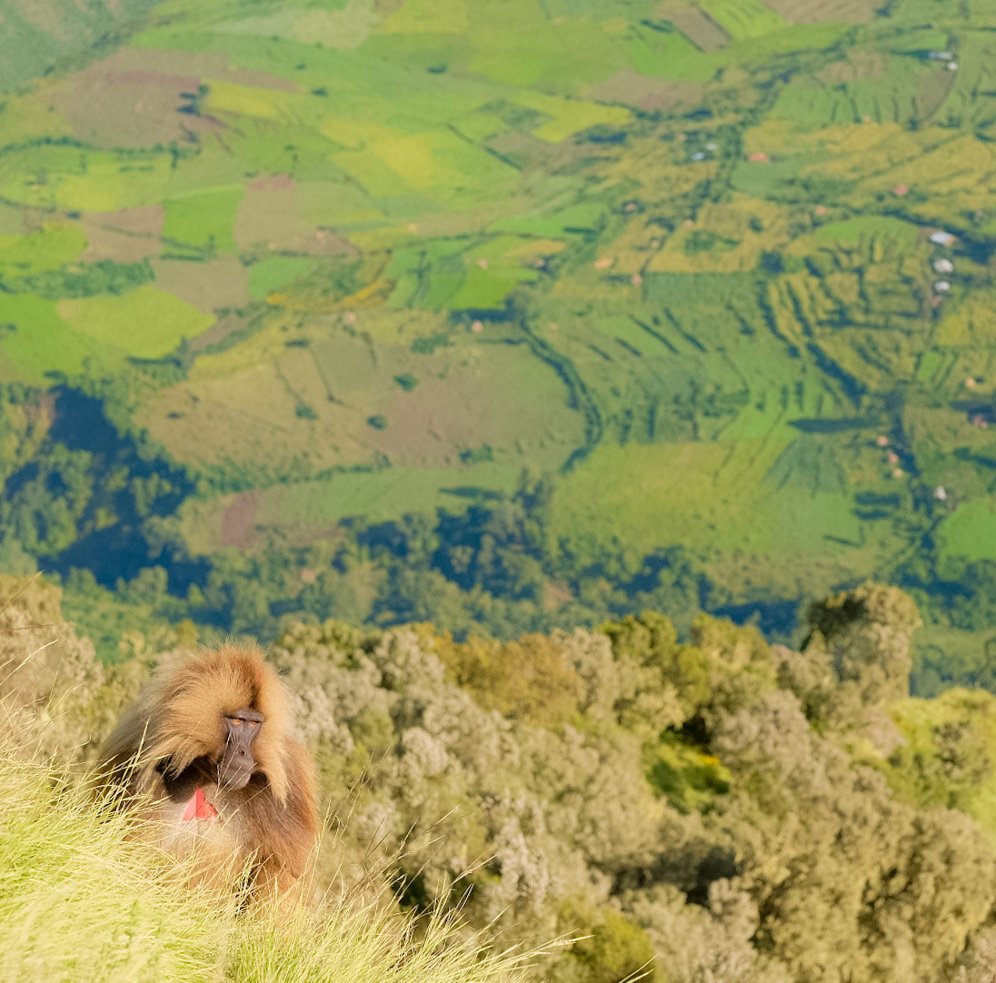 ©yasobrowne Male Gelada Baboon waking up.