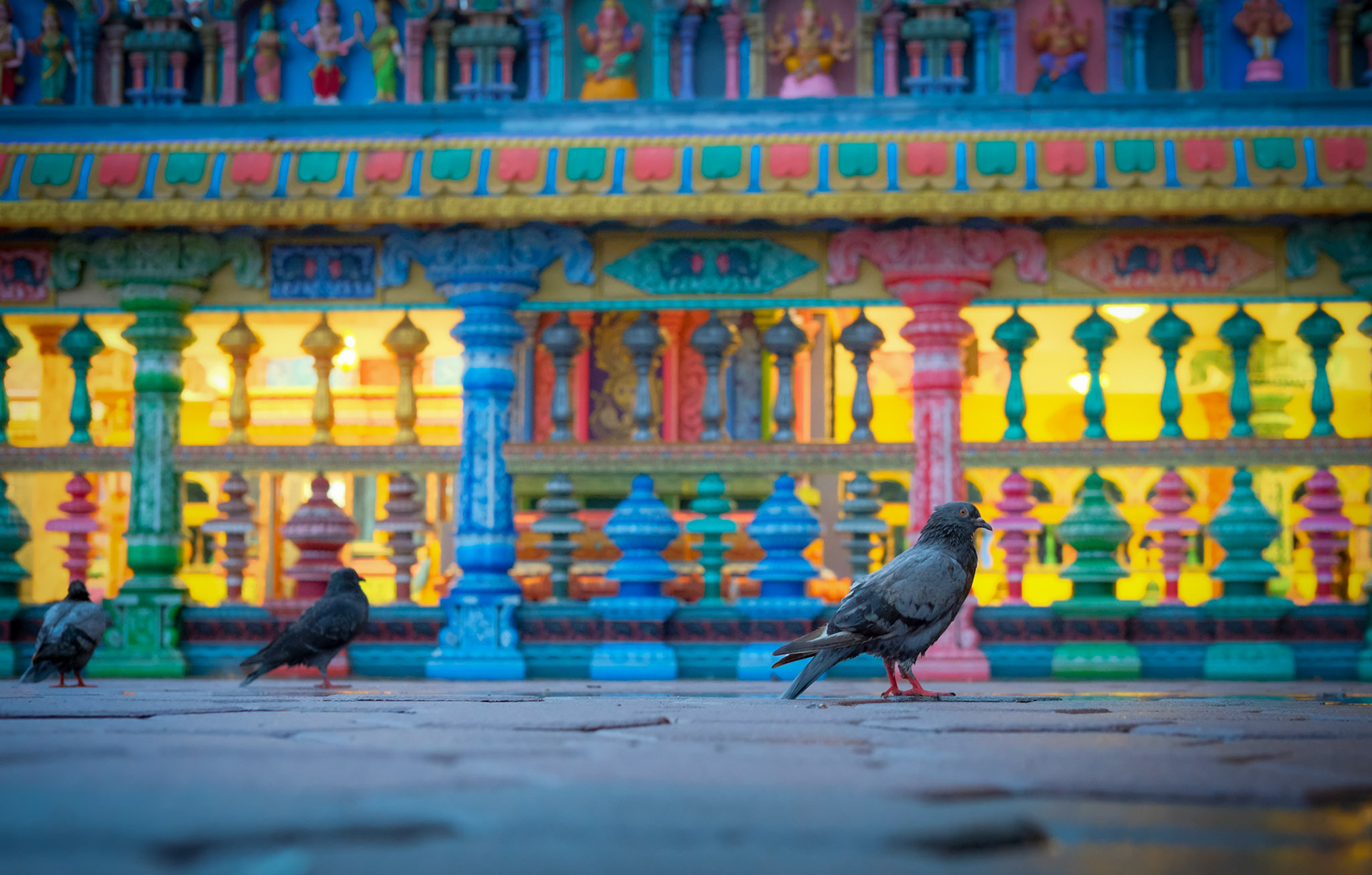 ©yasobrowne pigeons outside temple