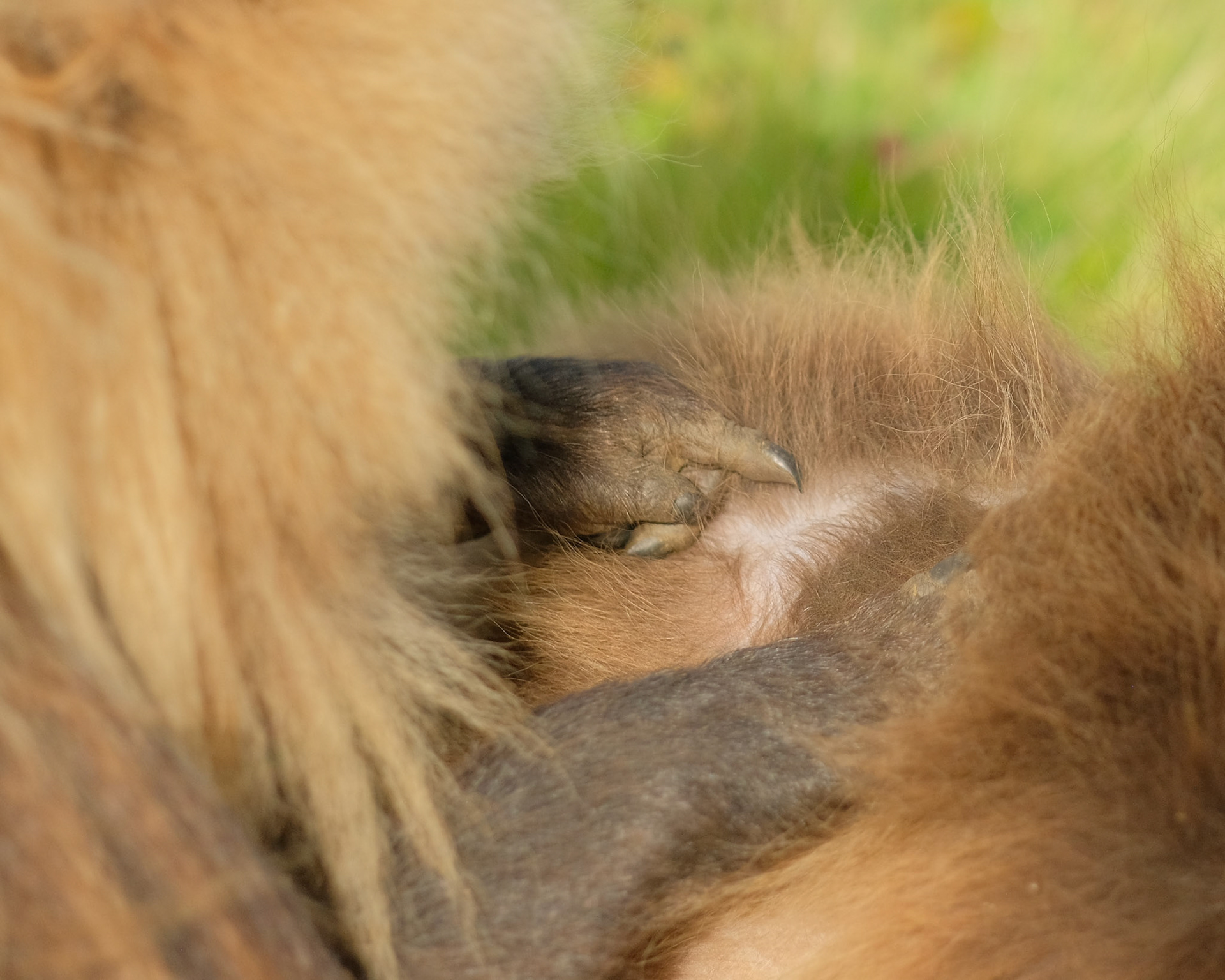 ©yasobrowne close up of grooming activity. 