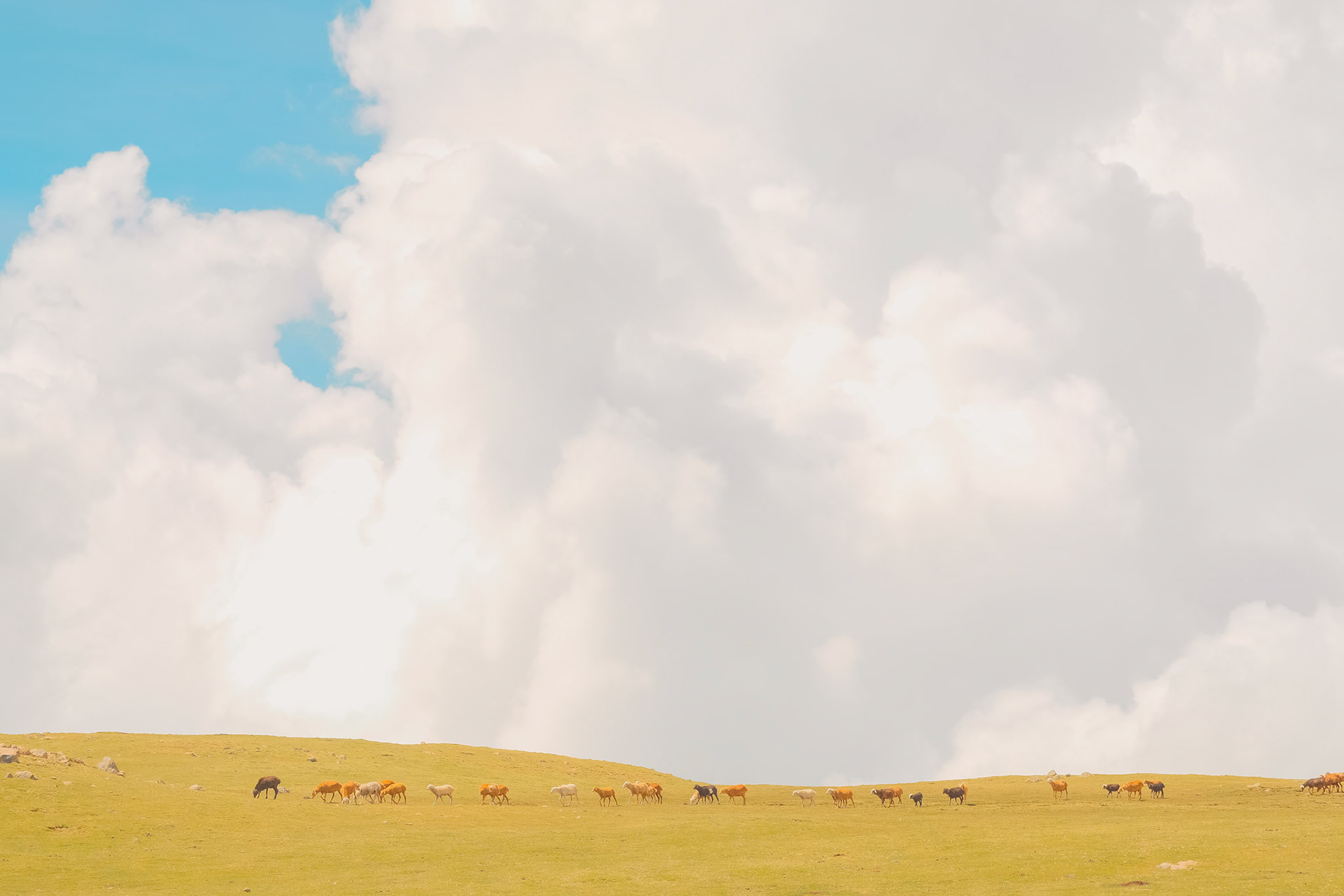 ©yasobrowne line of cattle. 