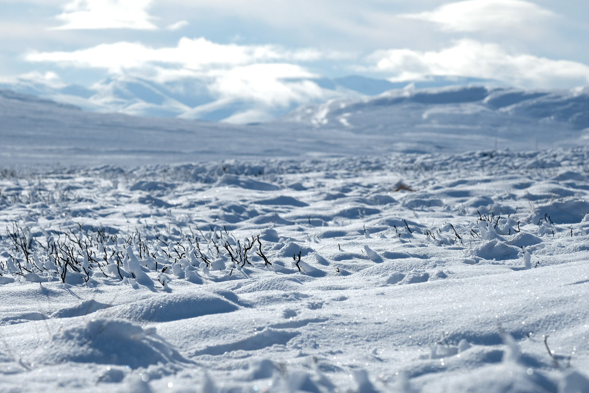 ©yasobrowne glistening snow