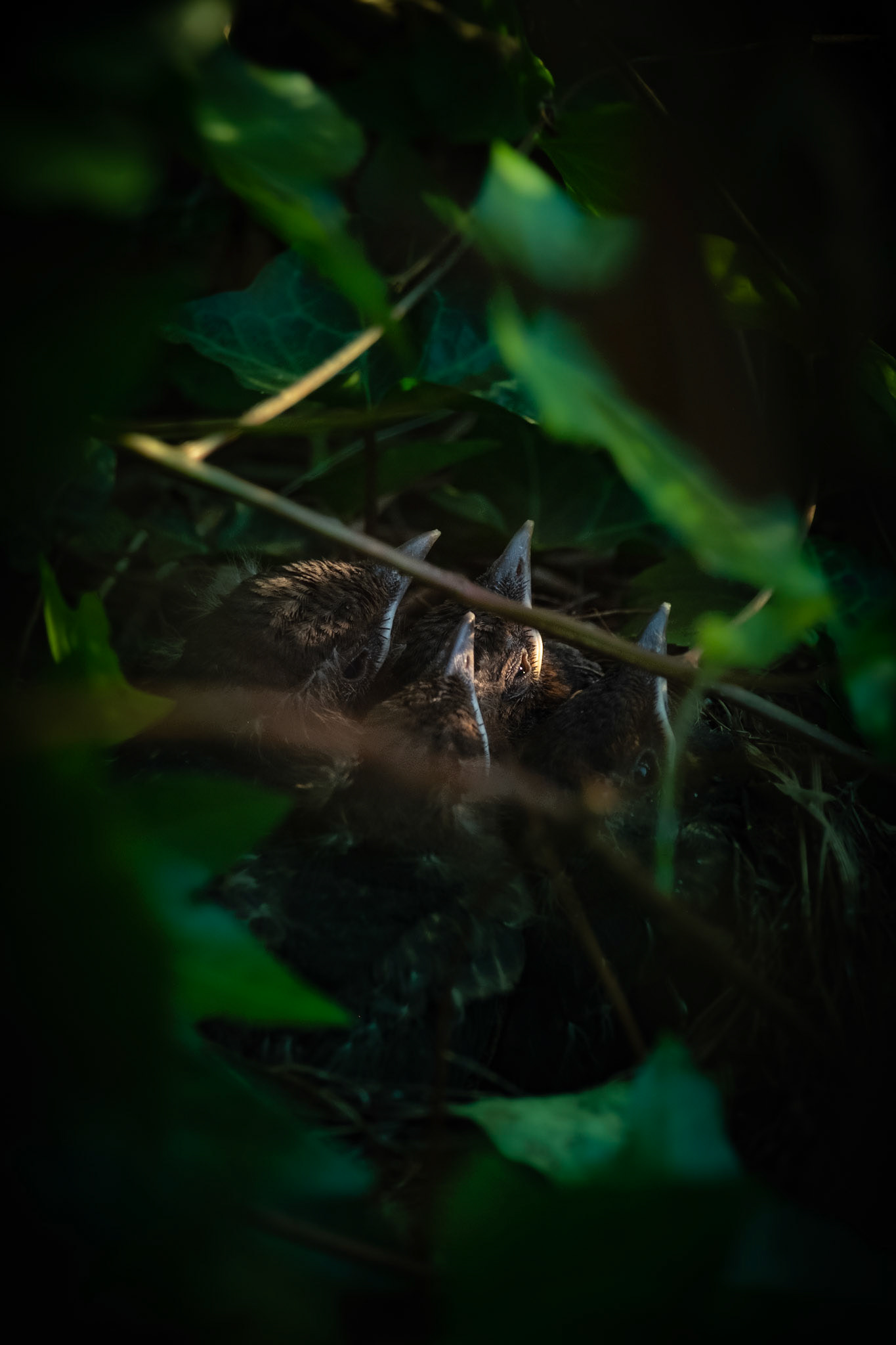 ©yasobrowne
