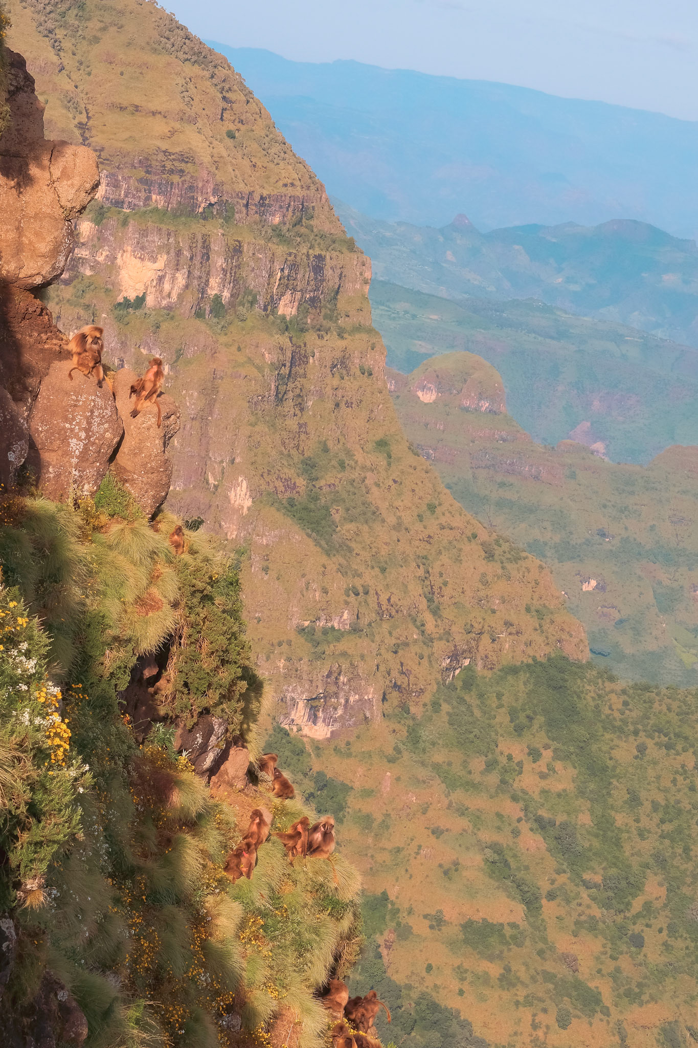 ©yasobrowne They sleep on the cliff edges for safety.