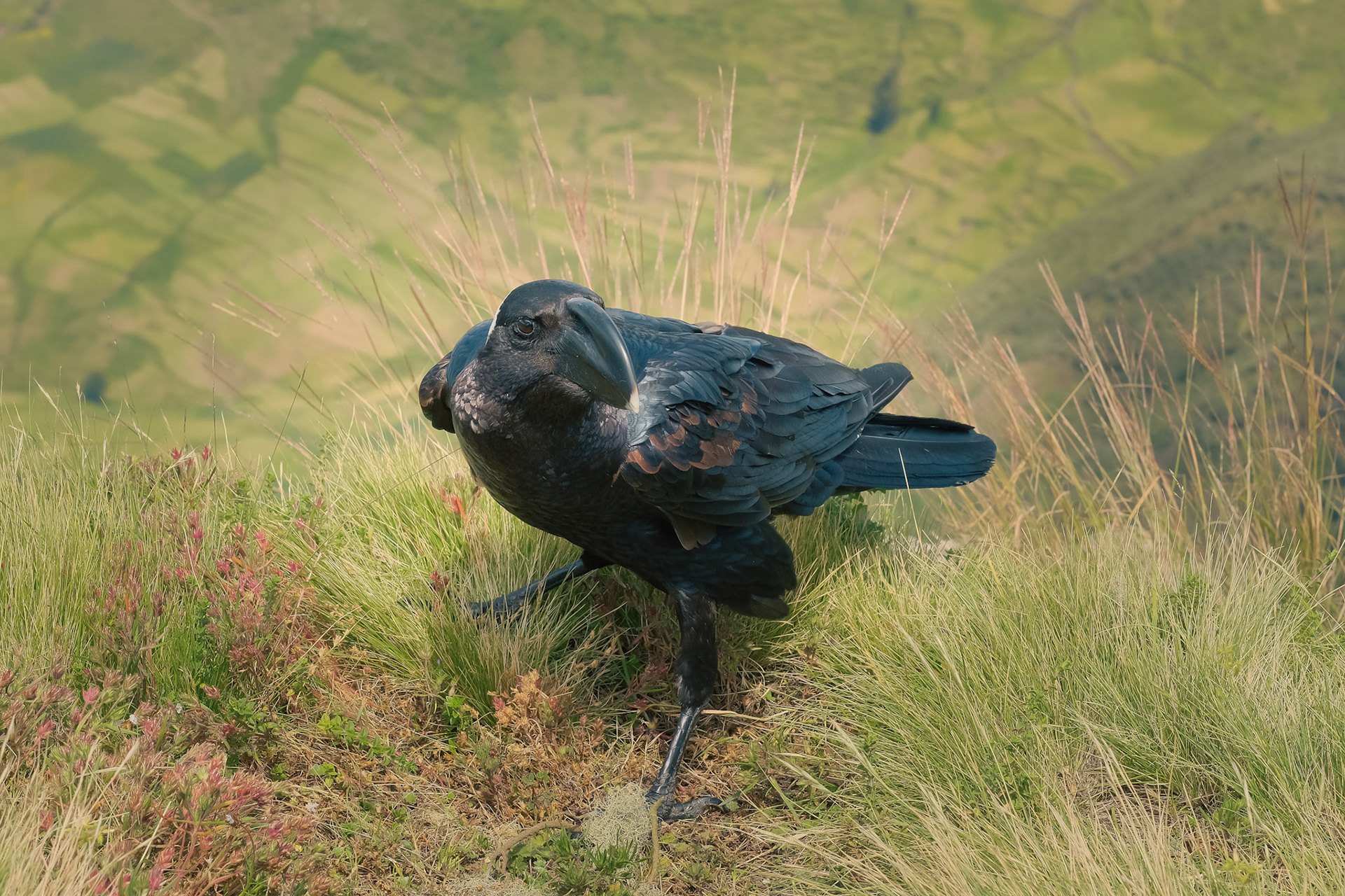 ©yasobrowne Thick billed raven - gorgeous.
