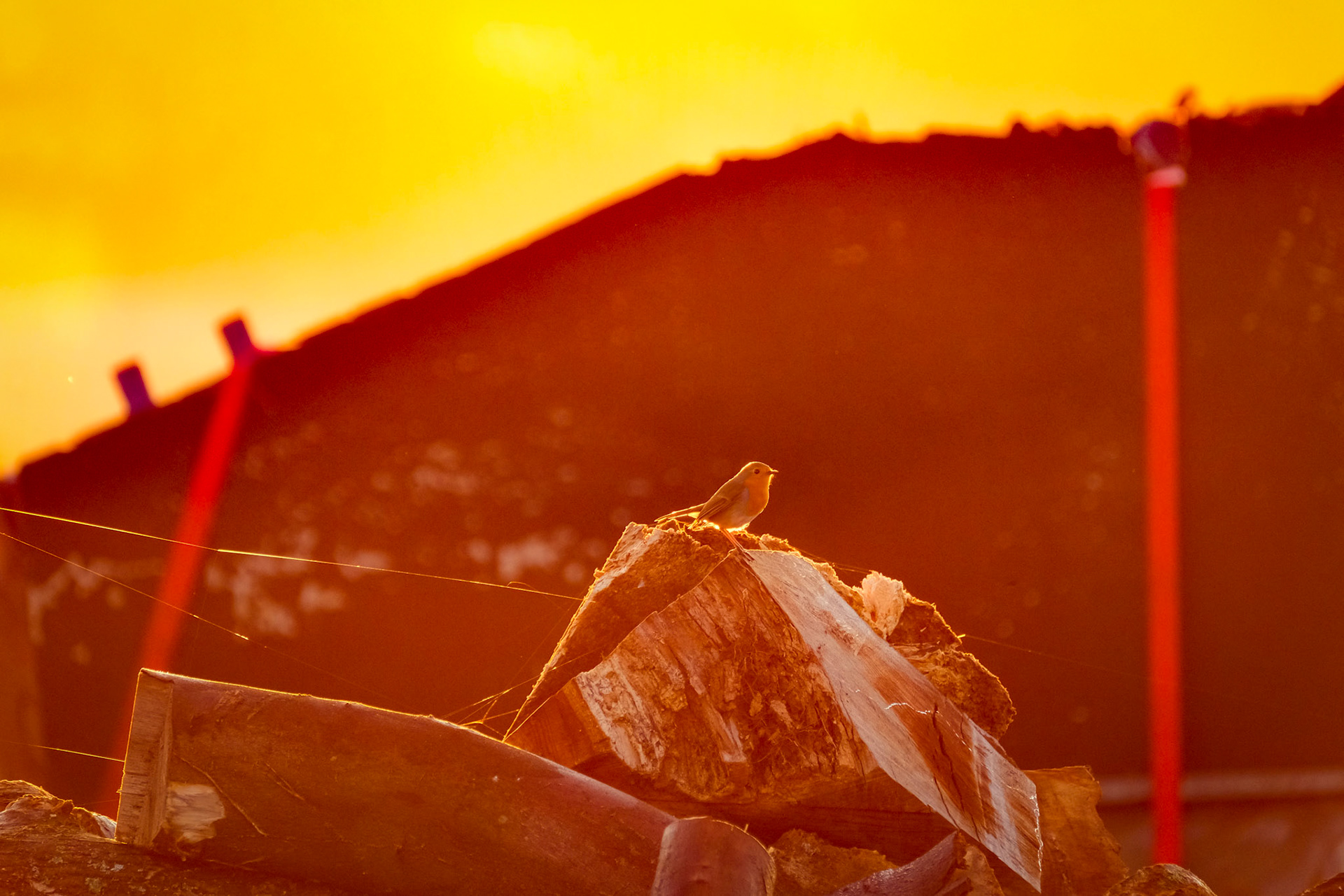 ©yasobrowne Their climate has changed.