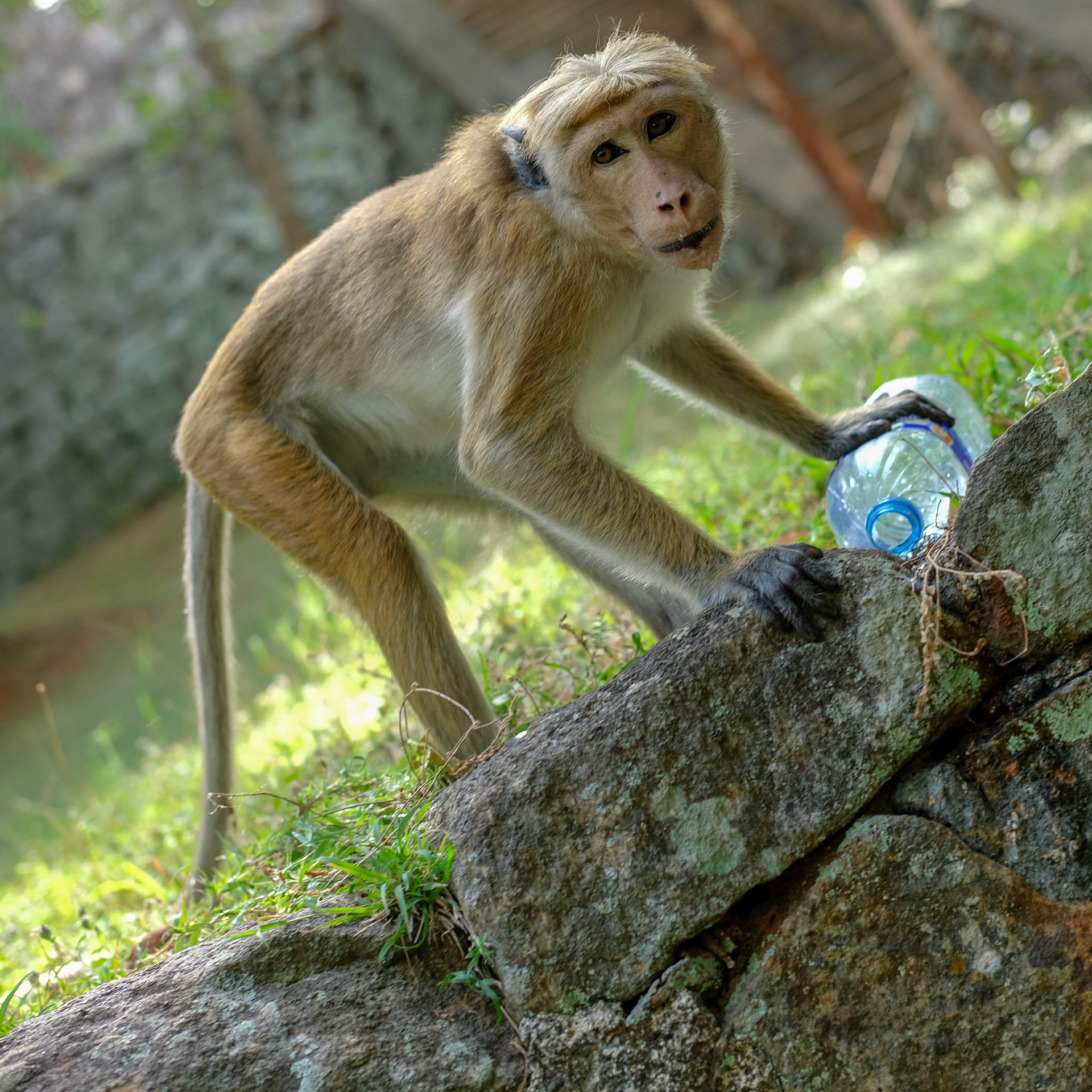 ©yasobrowne I loved how they worked out a way to drink from water bottles. They need food water and shelter just like us. 