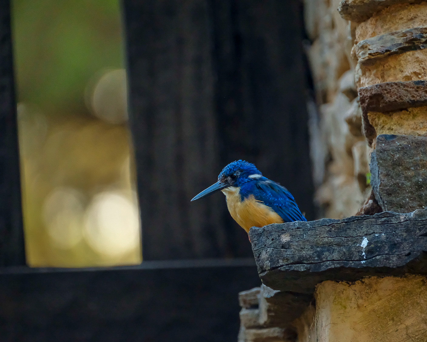 ©yasobrowne malachite kingfisher