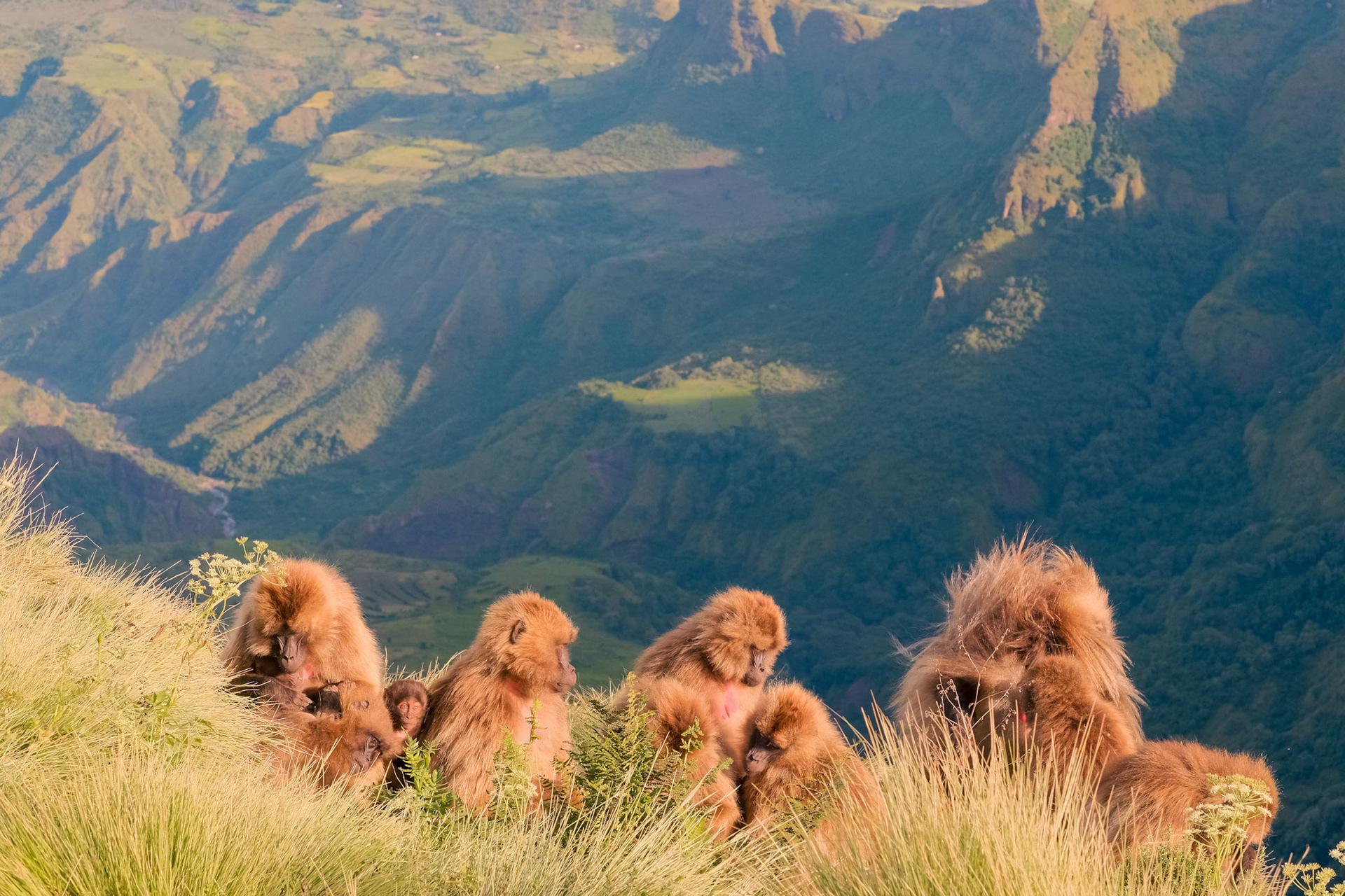 ©yasobrowne Don't all look up at once! Thanks baby gelada.