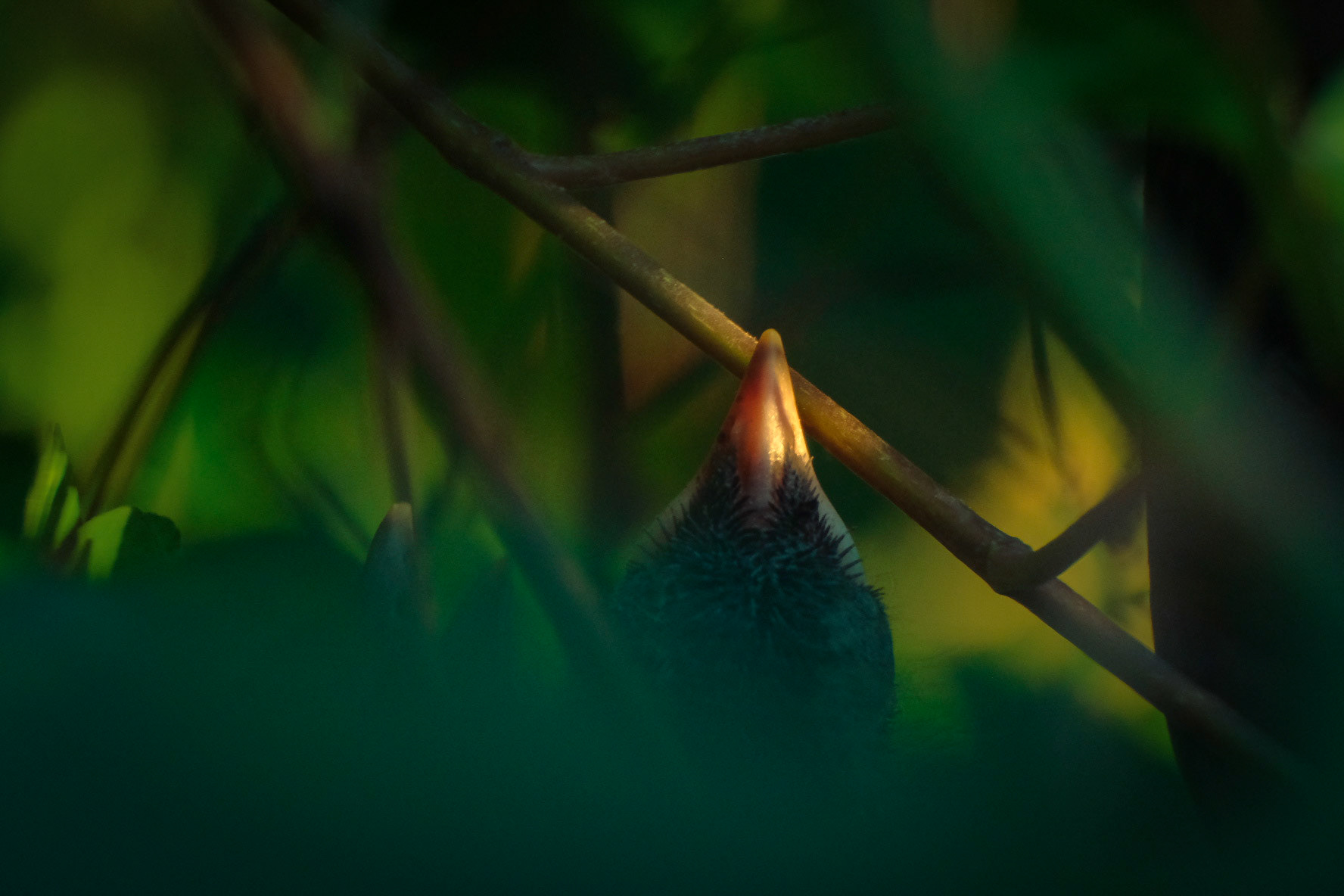 ©yasobrowne