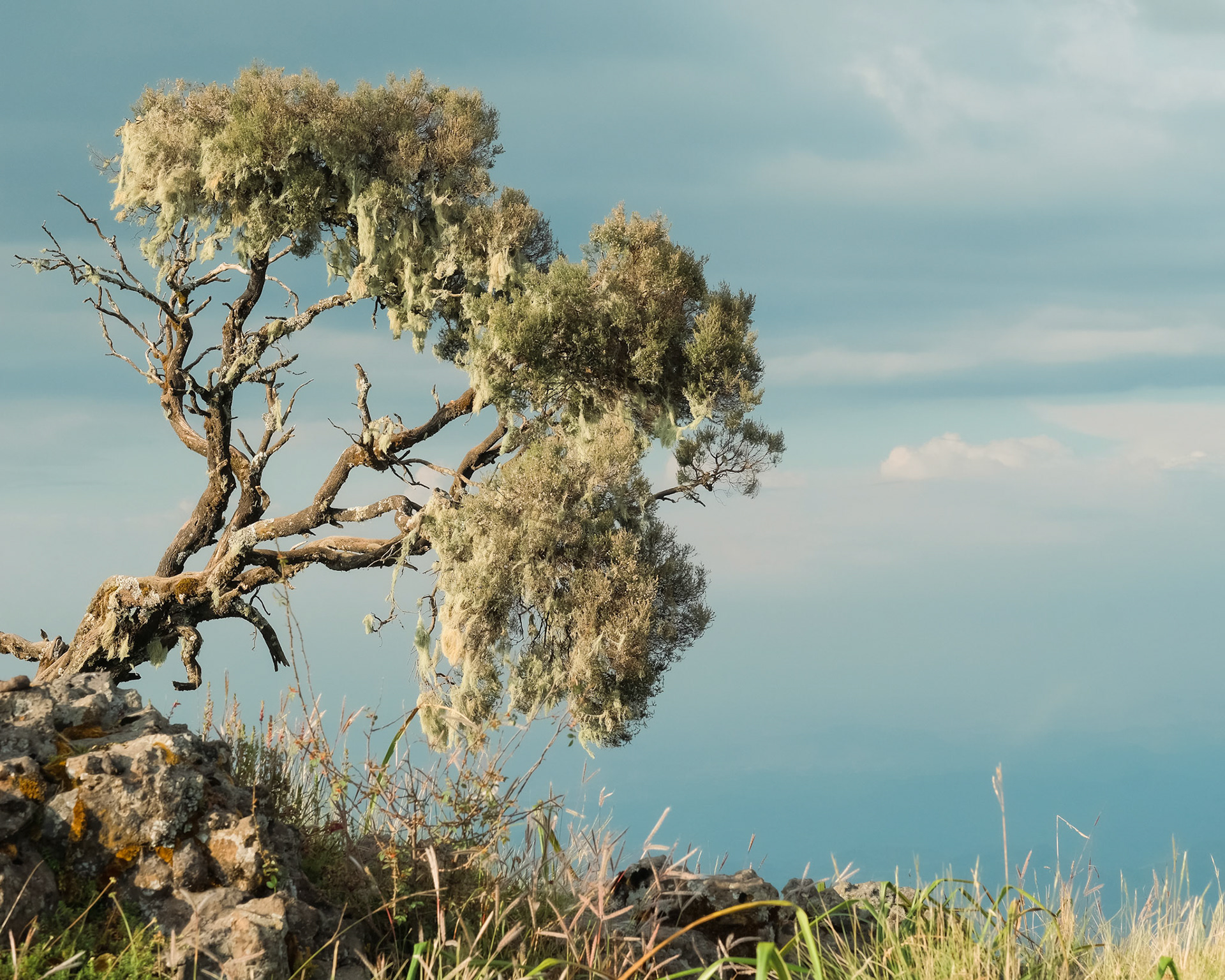 ©yasobrowne Enchanting Tree - what's not to like?