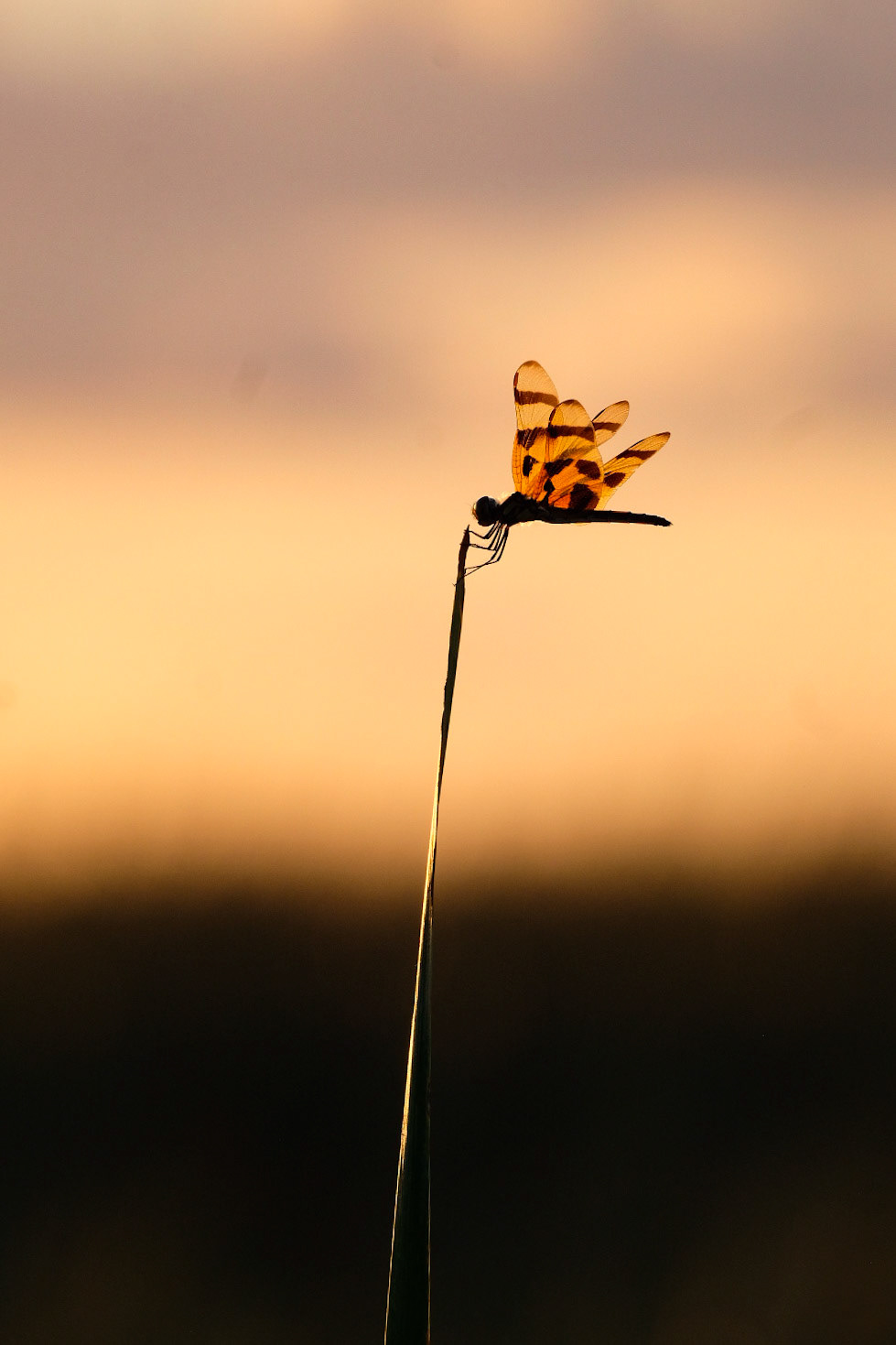©yasobrowne everglades