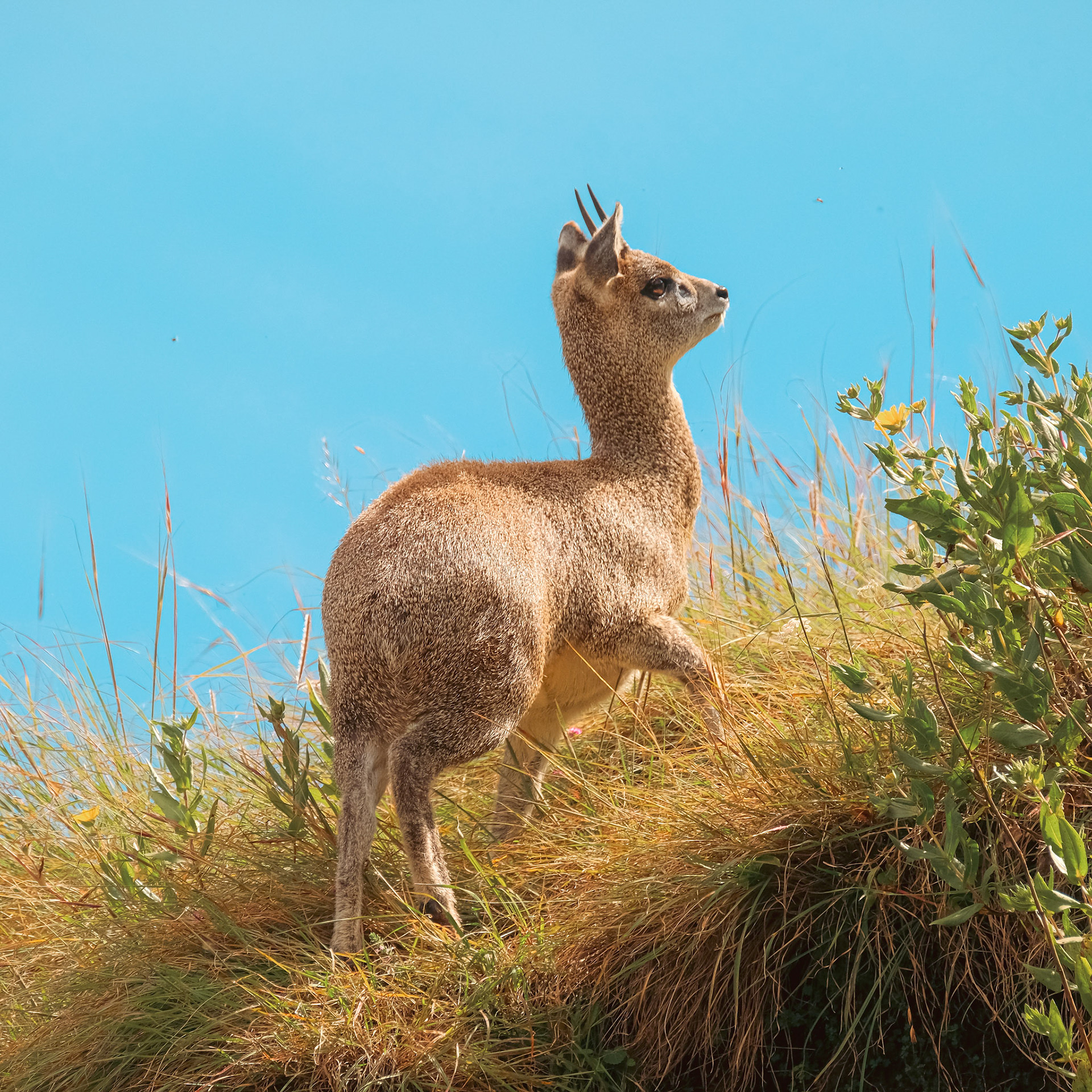 ©yasobrowne Juvenile antelope, sadly hunted.