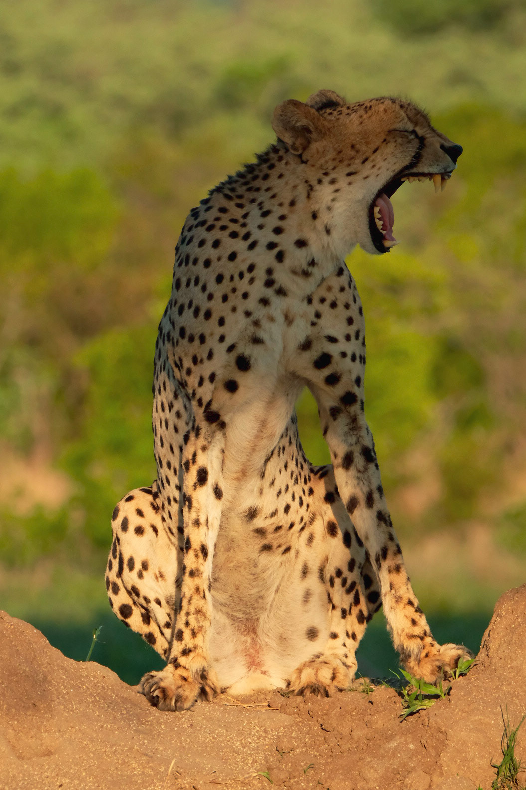 ©yasobrowne Cheetah yawn