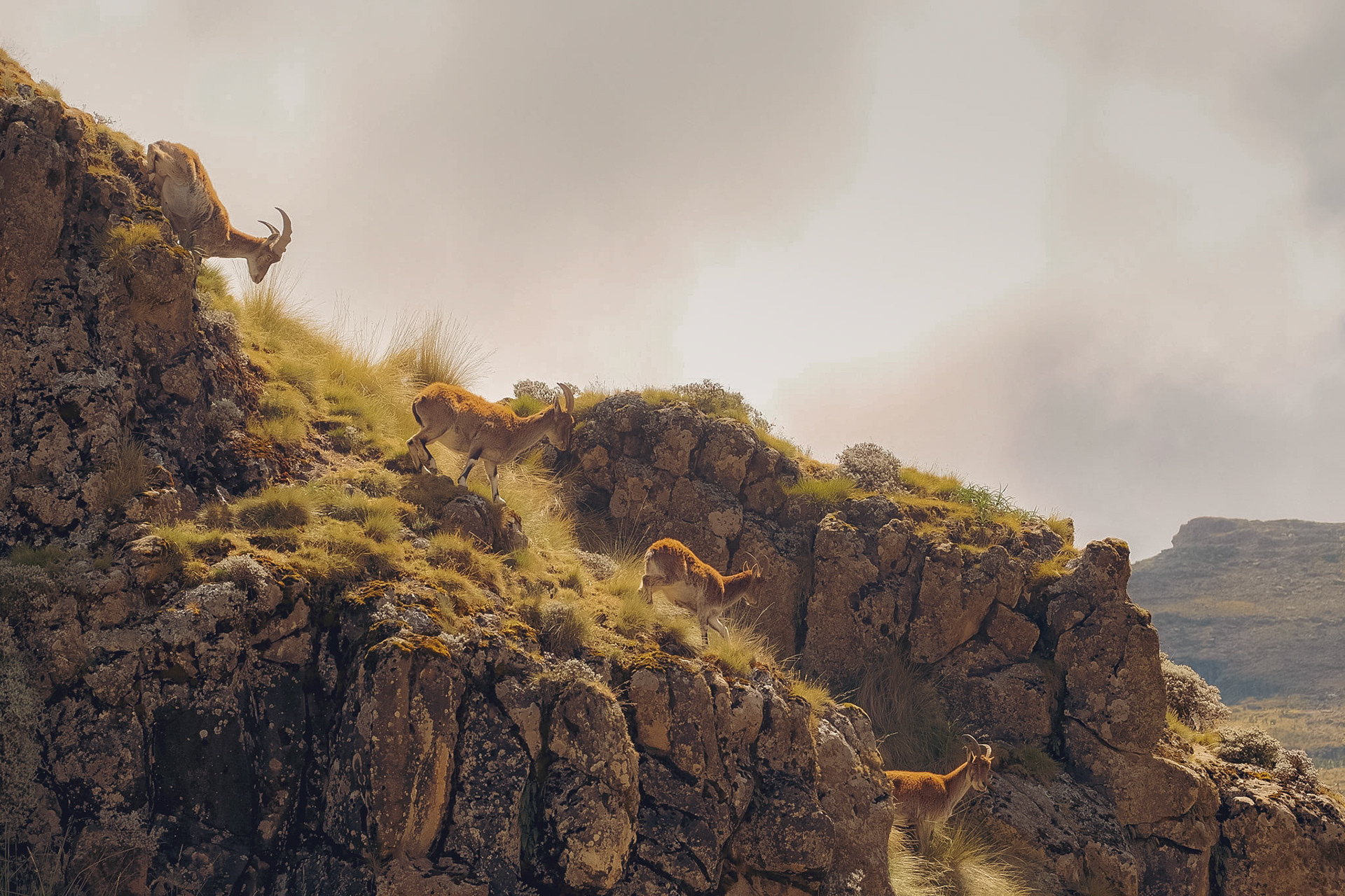 ©yasobrowne So rare to see this. 