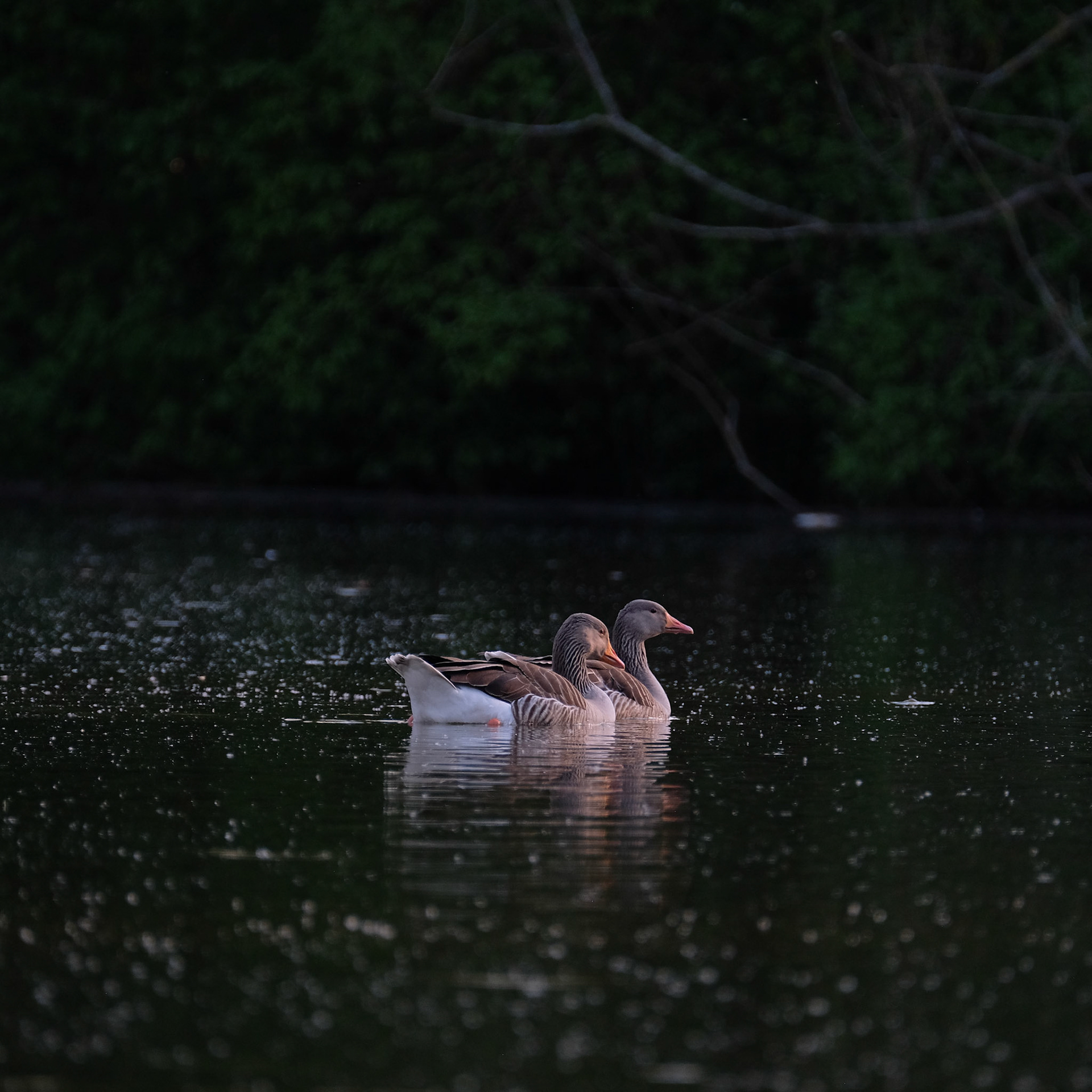 ©yasobrowne
