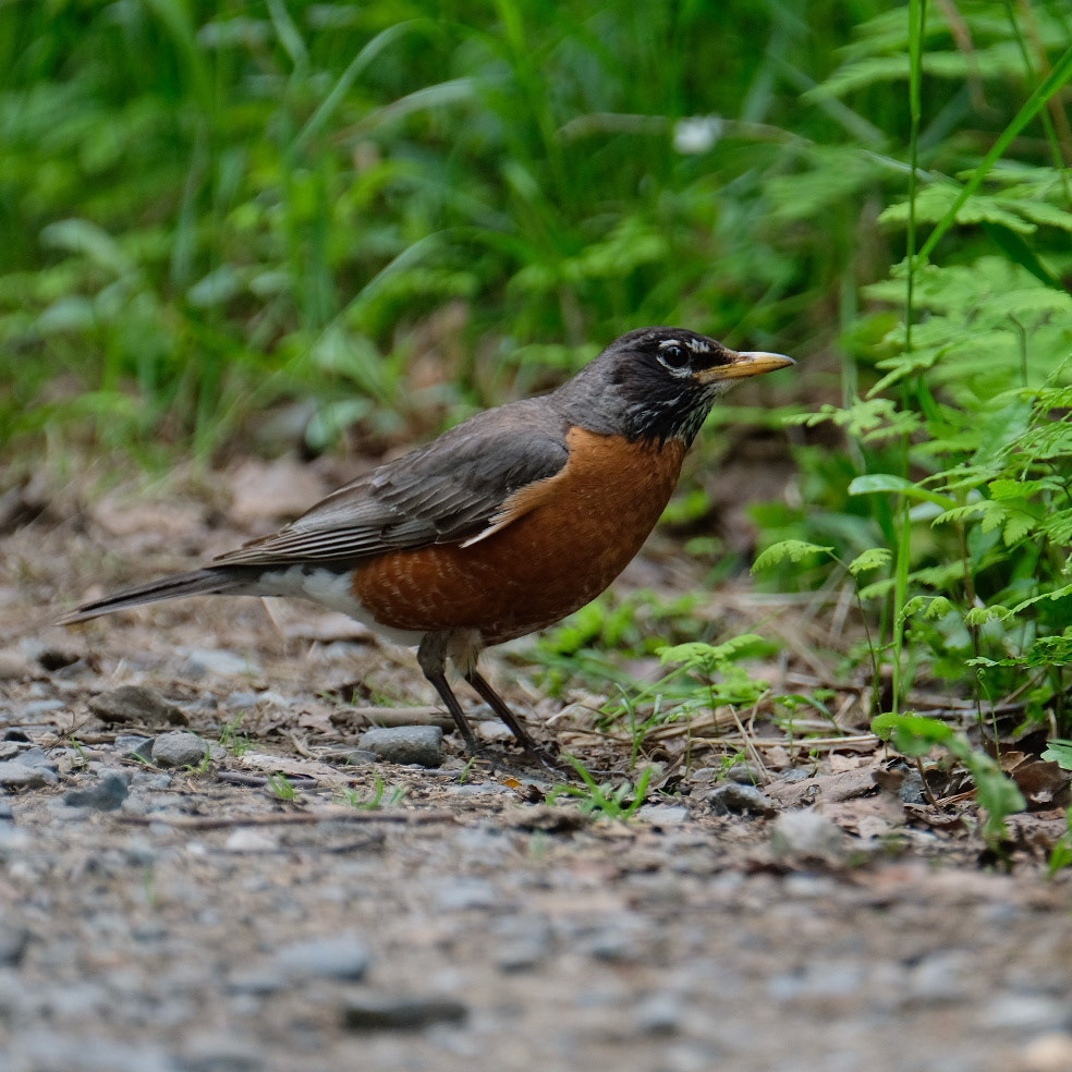 ©yasobrowne American Robin