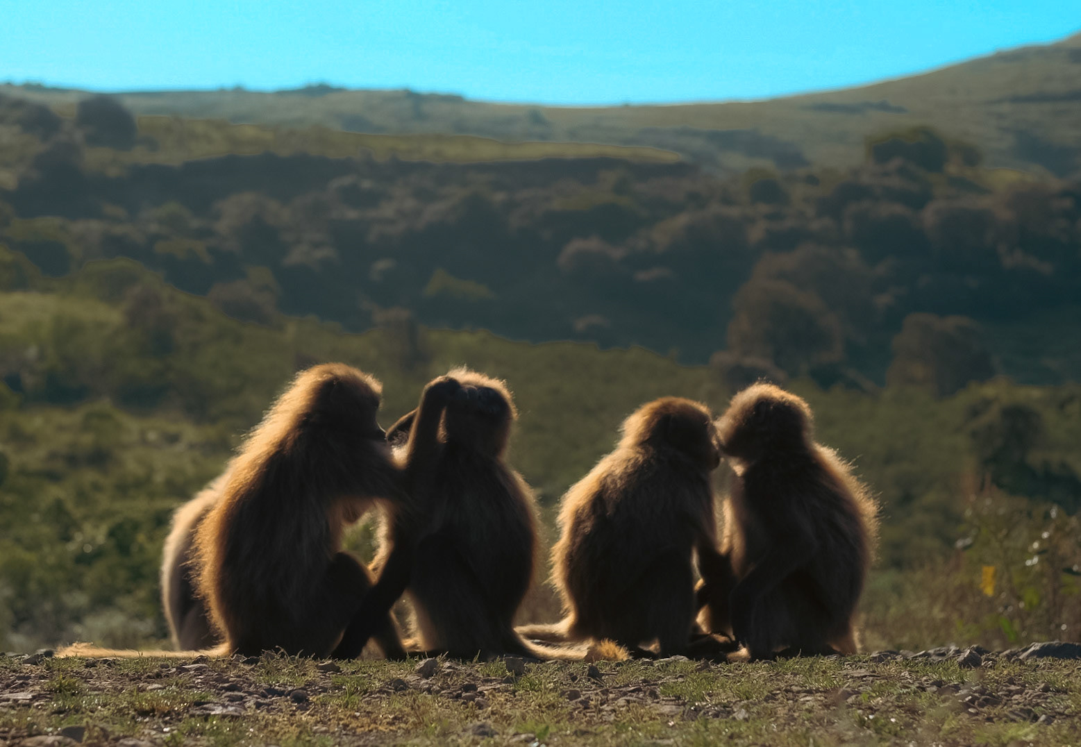 ©yasobrowne Grooming.