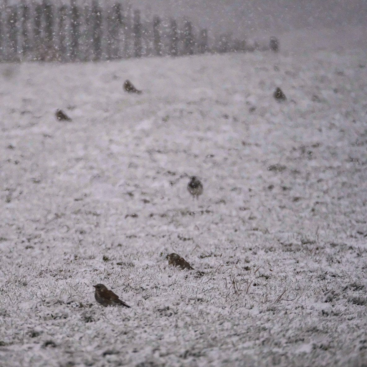 ©yasobrowne Scotland