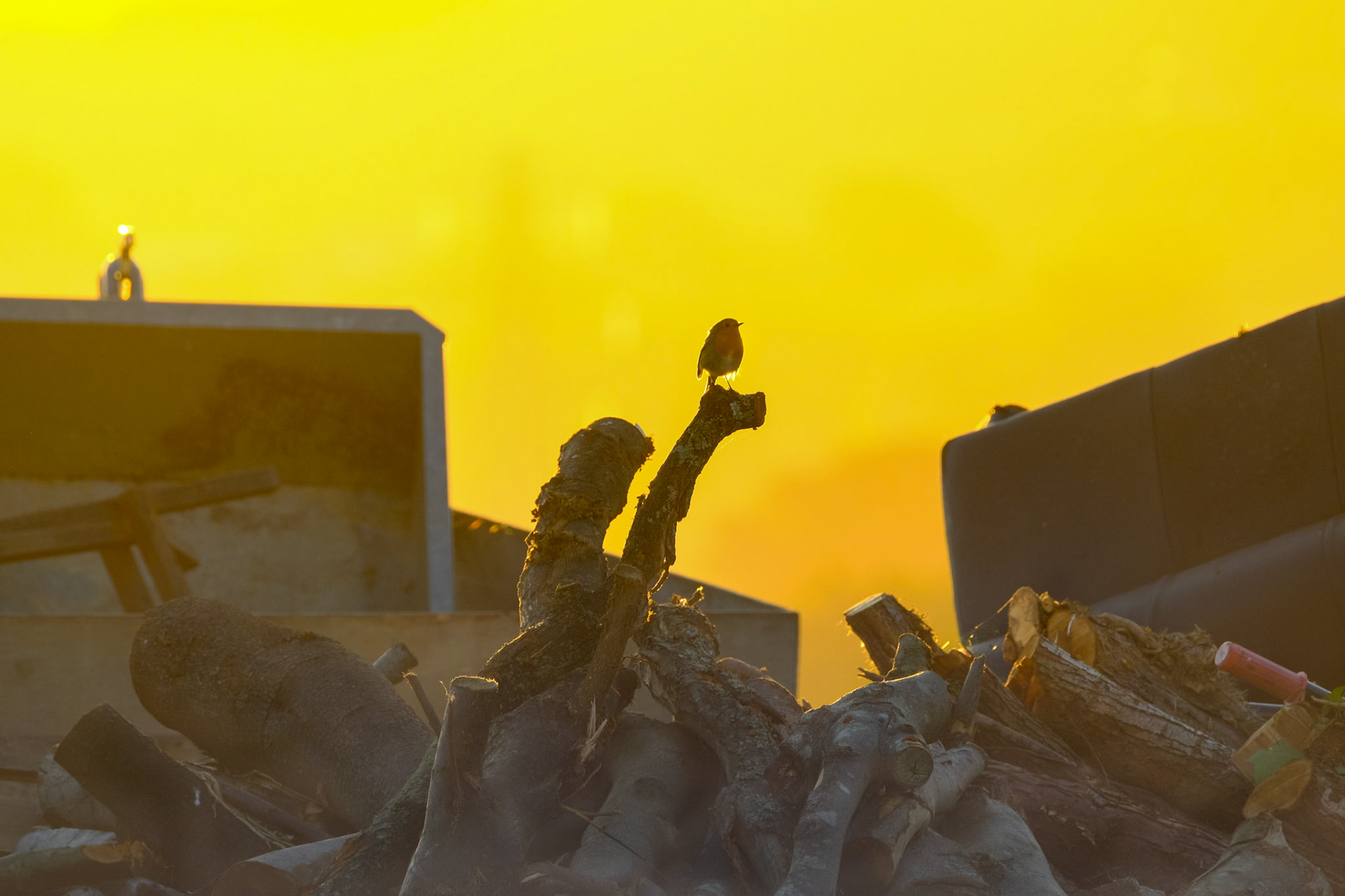 ©yasobrowne End of the world Robin