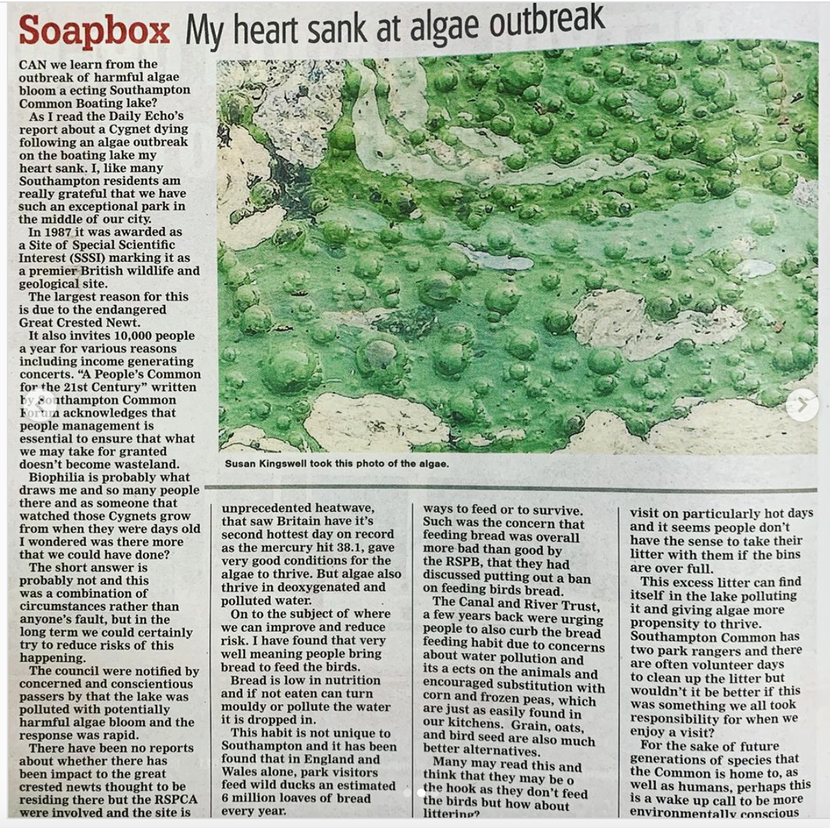 Algae bloom that killed an entire swan family