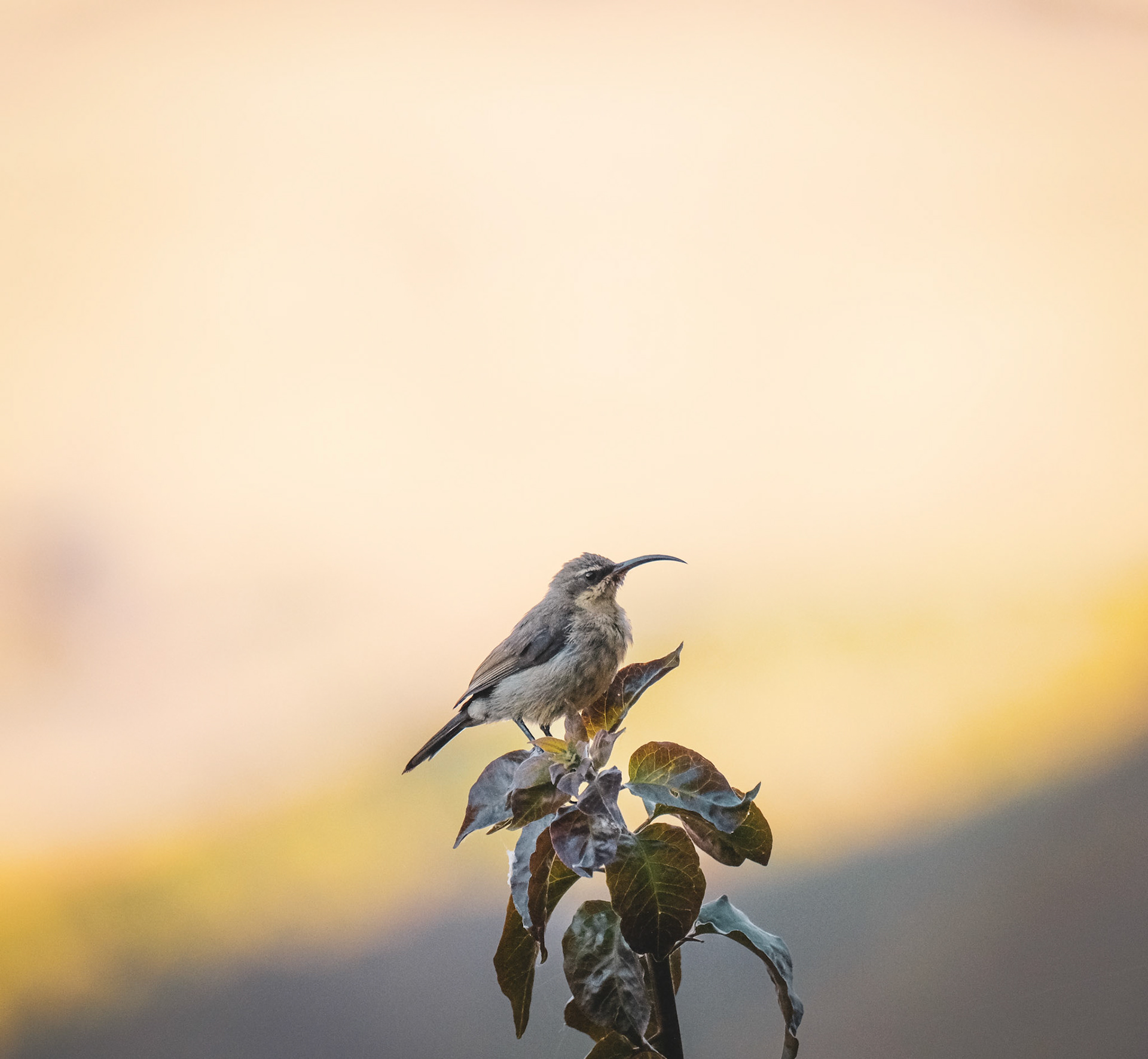 ©yasobrowne Lovely to watch them feed. 