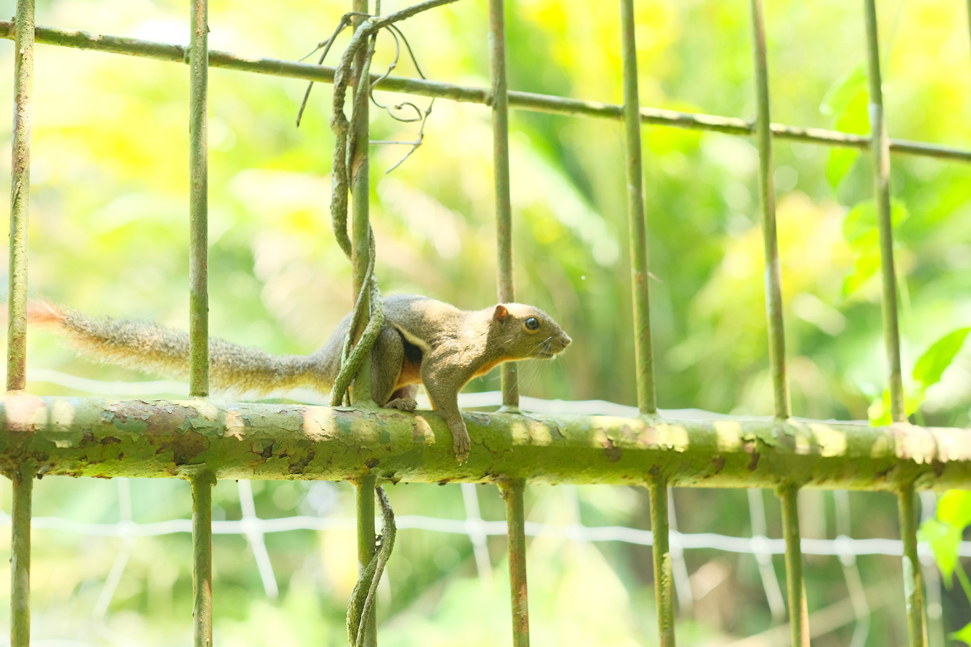 ©yasobrowne Always there to eat the left overs from Orangutan feeding