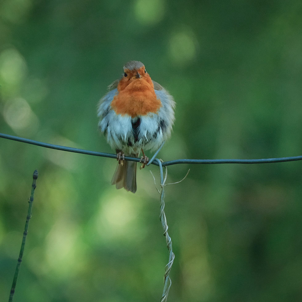 ©yasobrowne Marshall