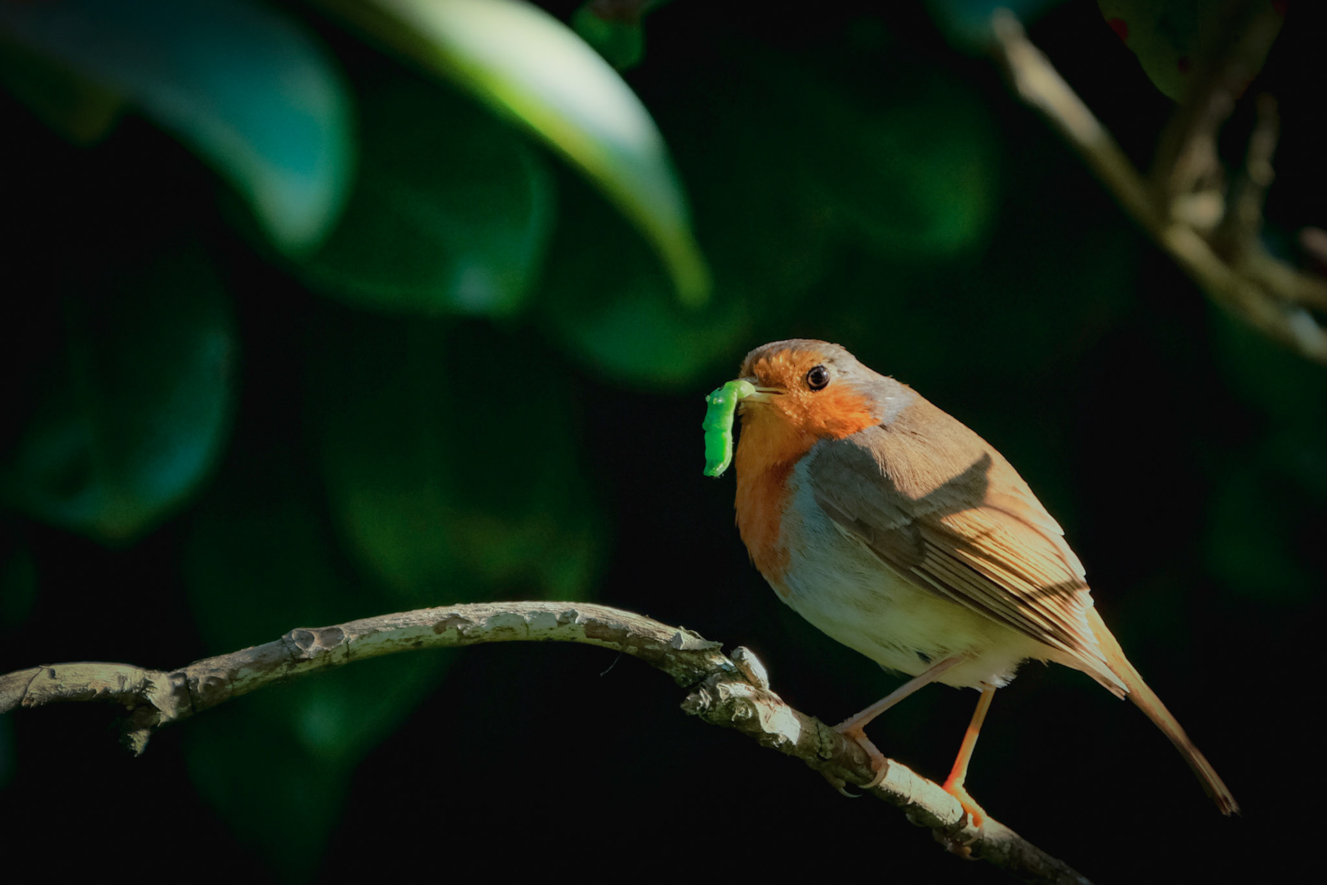 ©yasobrowne Fine dining 