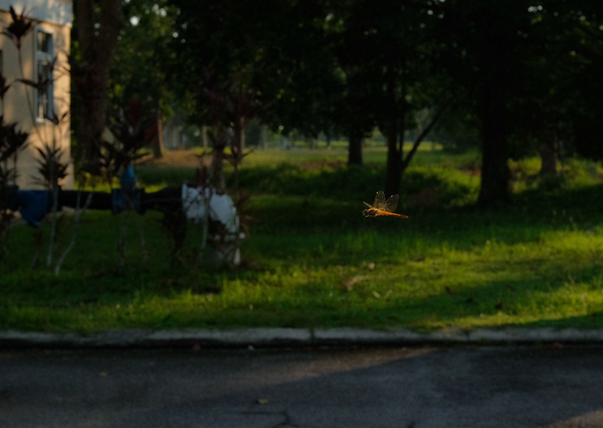 ©yasobrowne Malaysia. Surprising amount of dragonflies, I actually saw a swarm whilst on a boat and just realised that's probably a normal thing with abundance. We have to let things thrive if we want to see more beauty or preserve what is left of it.